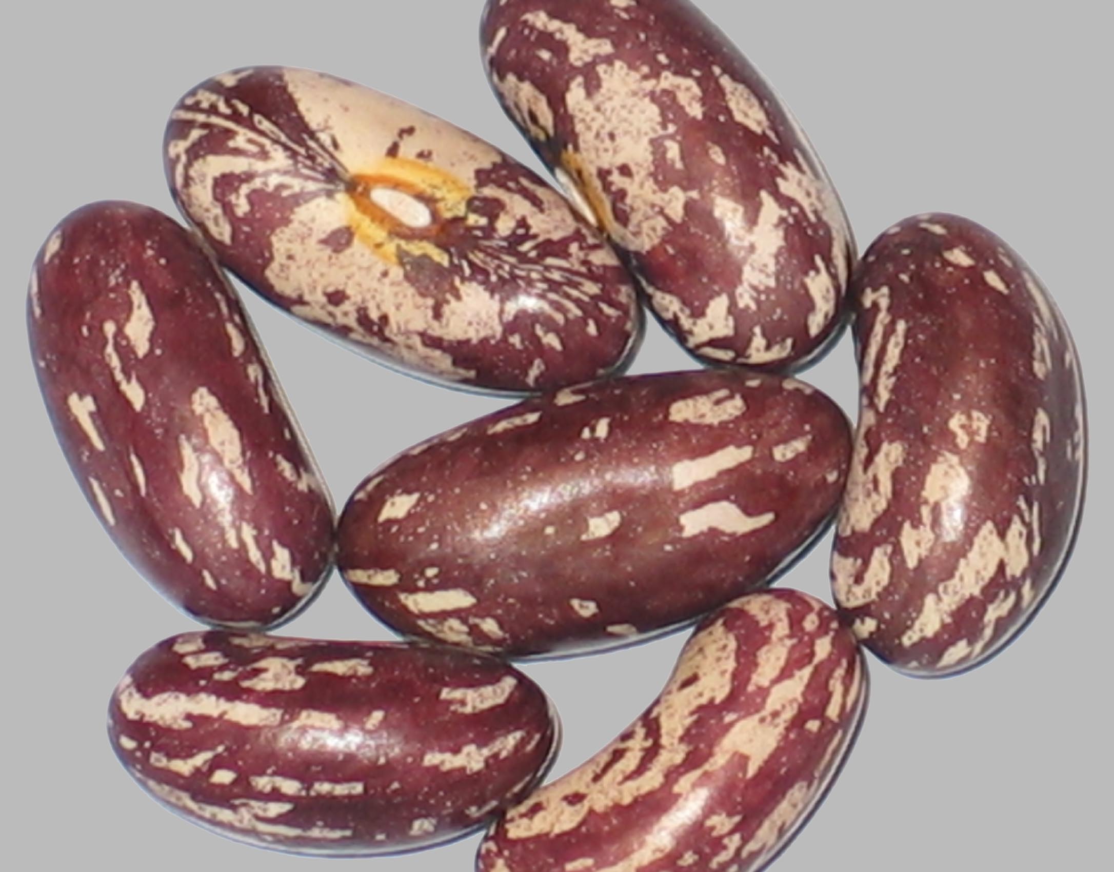 image of College Pride beans
