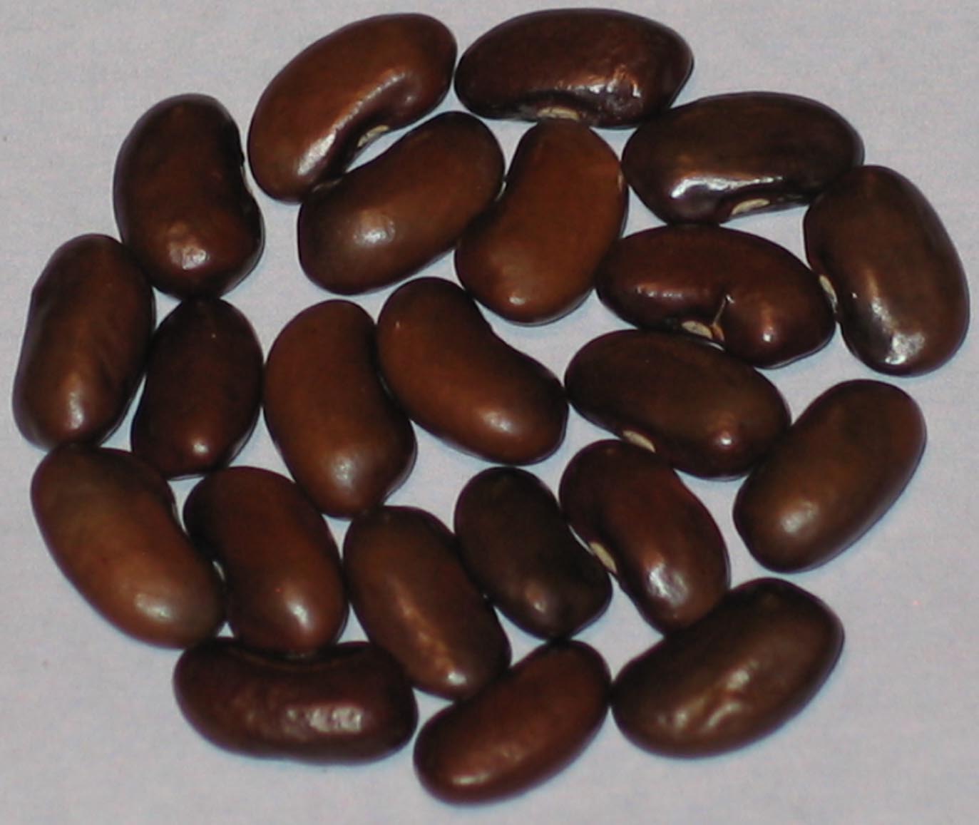 image of Connecticut wonder beans