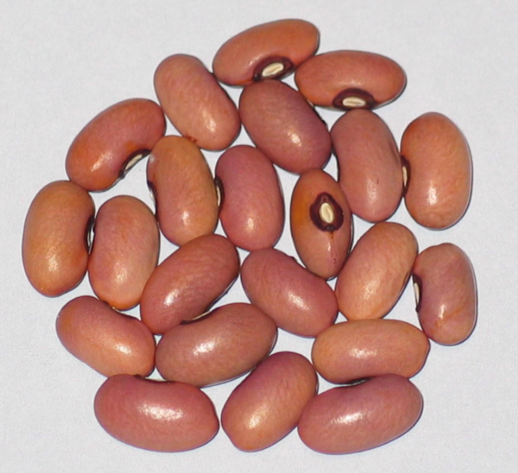 image of Coral beans
