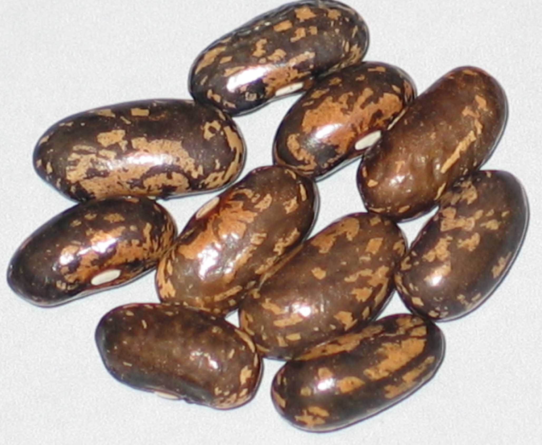 image of Corbett Refugee beans