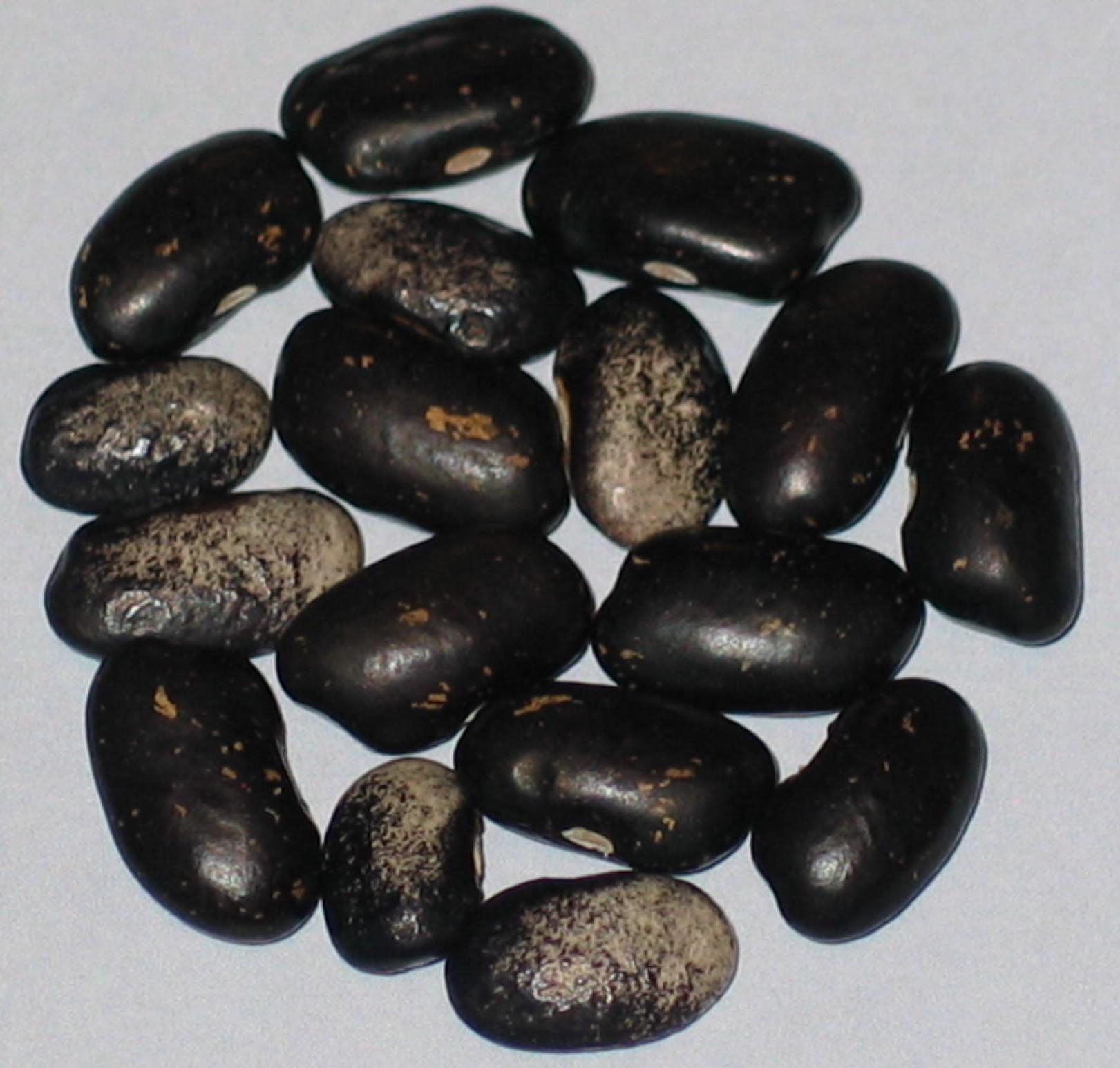image of Corn Planter Purple beans