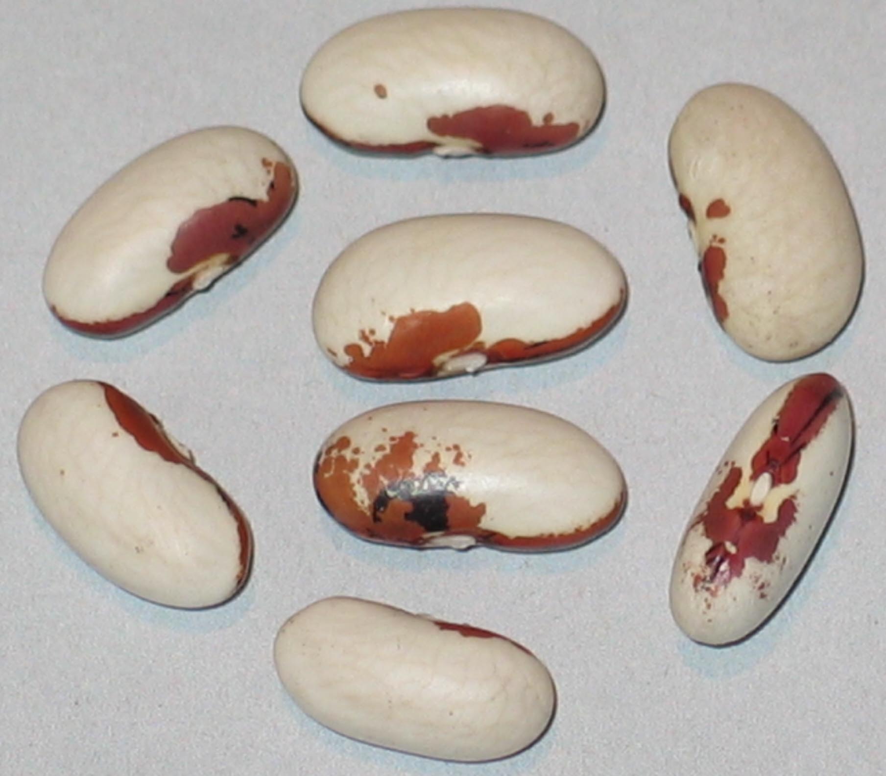 image of Cosaruciaru Di Sicili beans