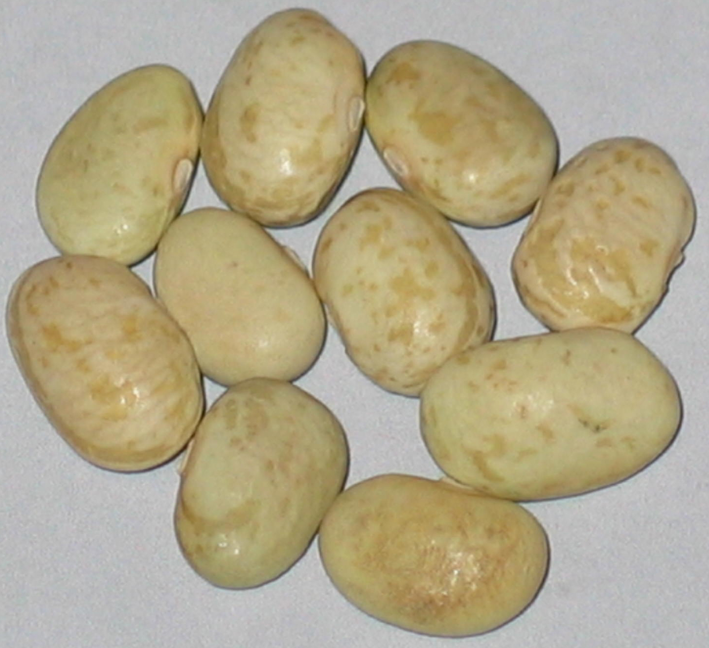 image of Coscorrones beans