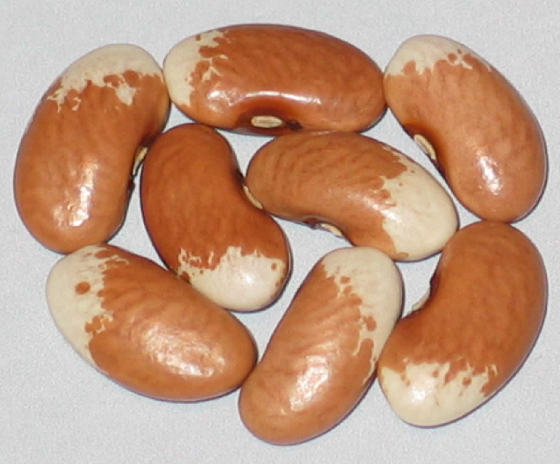 image of Cottontail beans