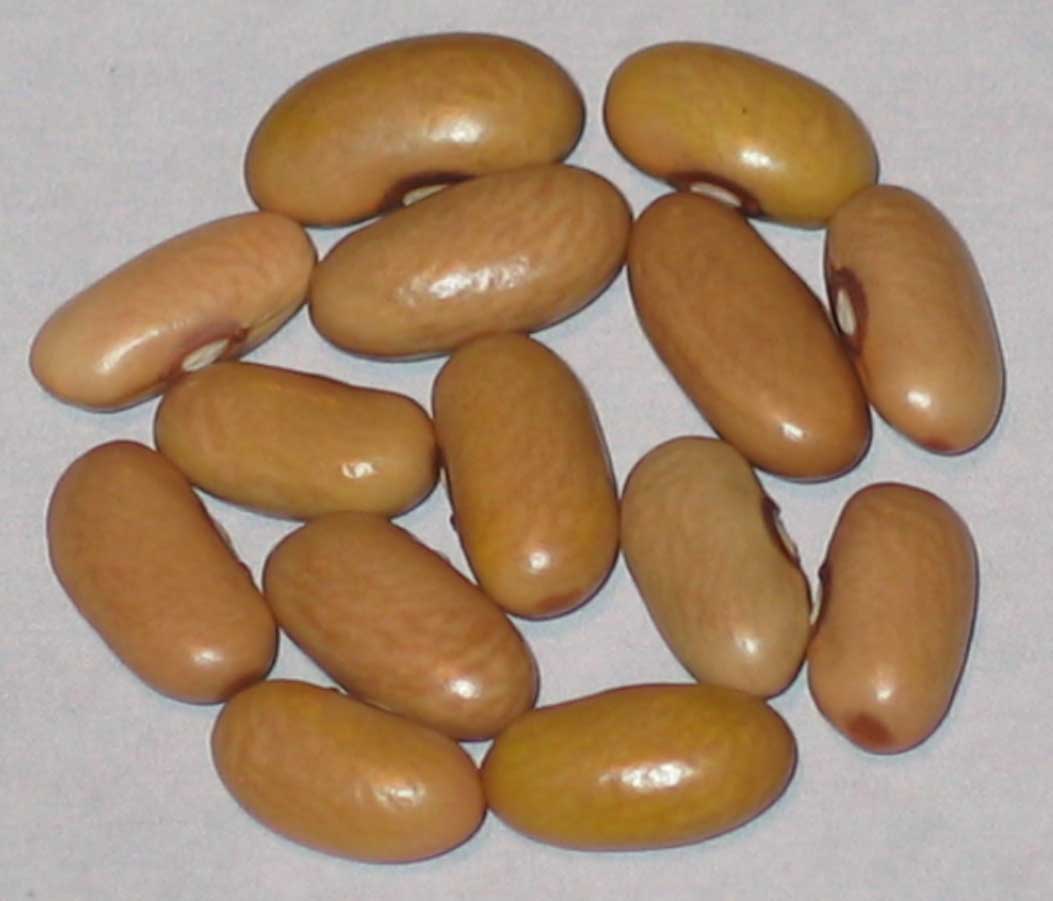 image of Covelo Reservation beans