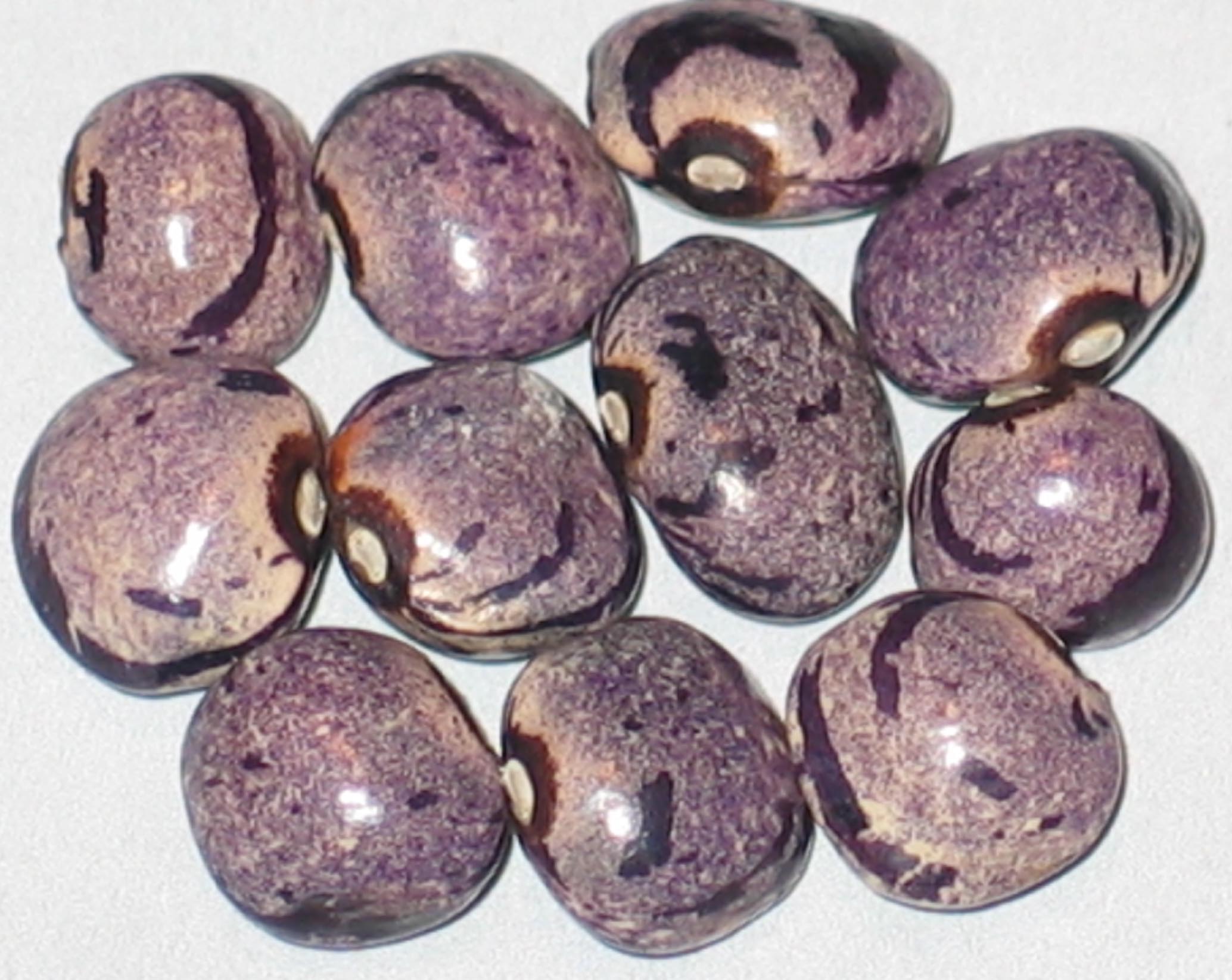 image of Cranberryfleider beans