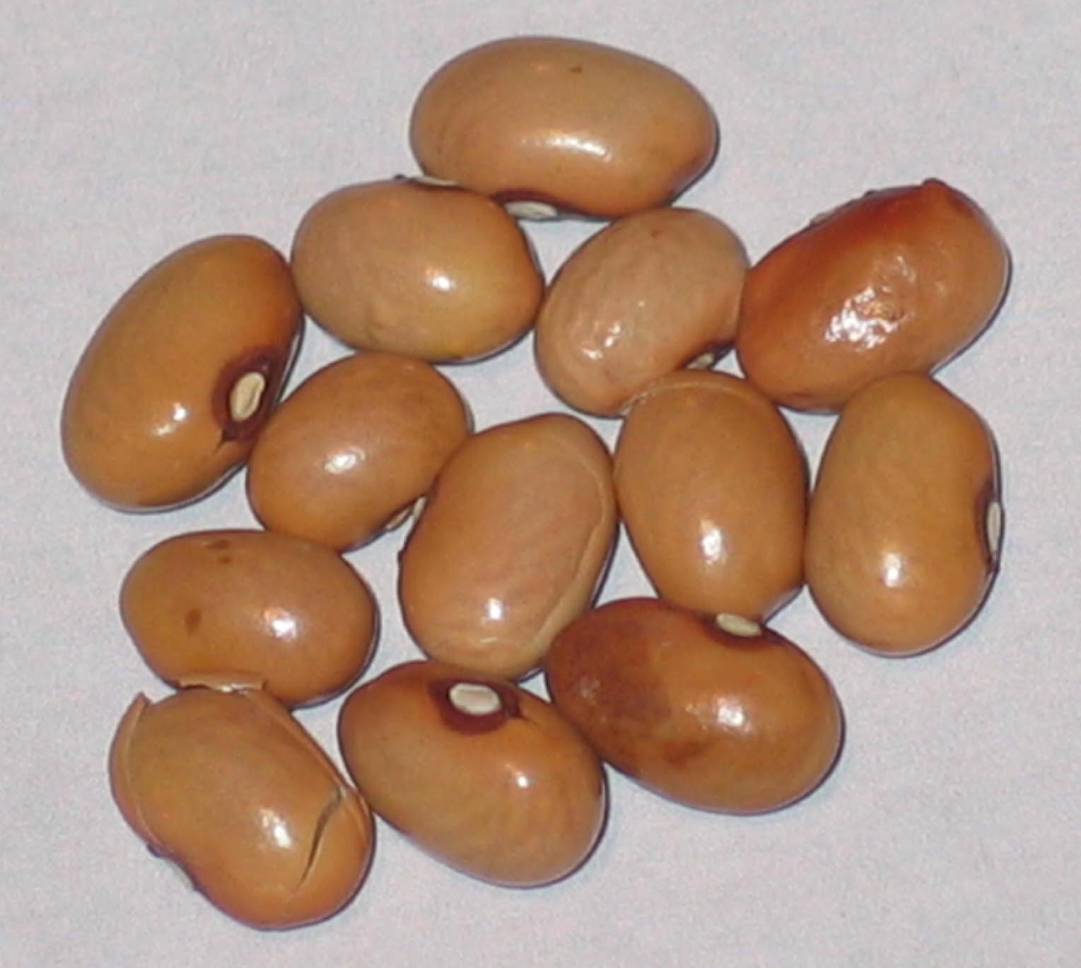 image of Cream Colored Fall beans