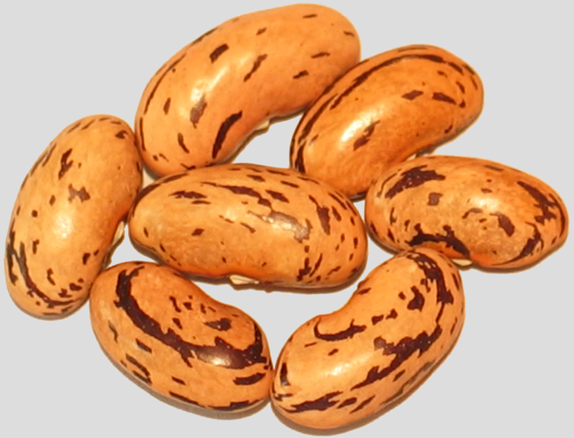 image of Crevette Kidney beans