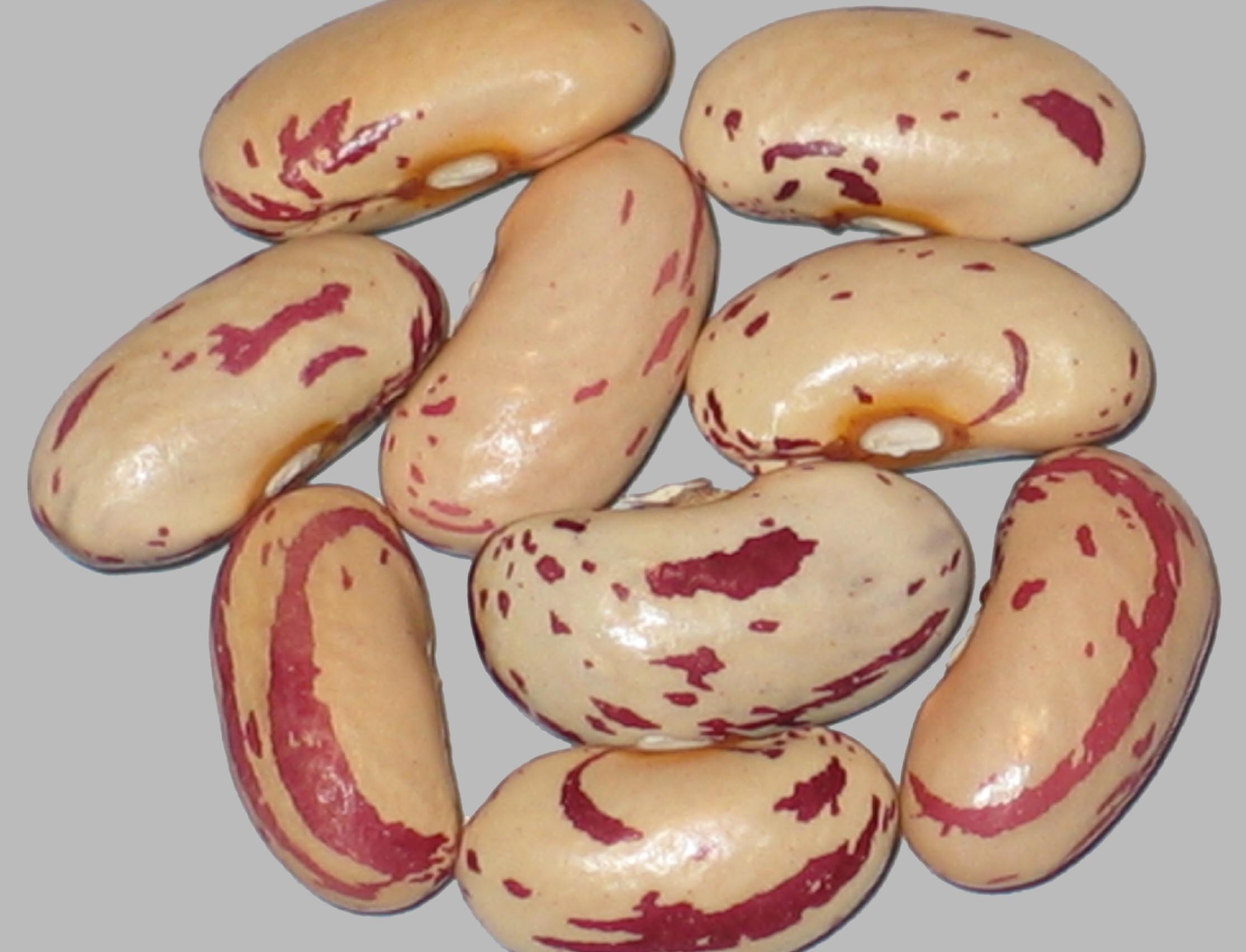 image of Croatian Cranberry beans
