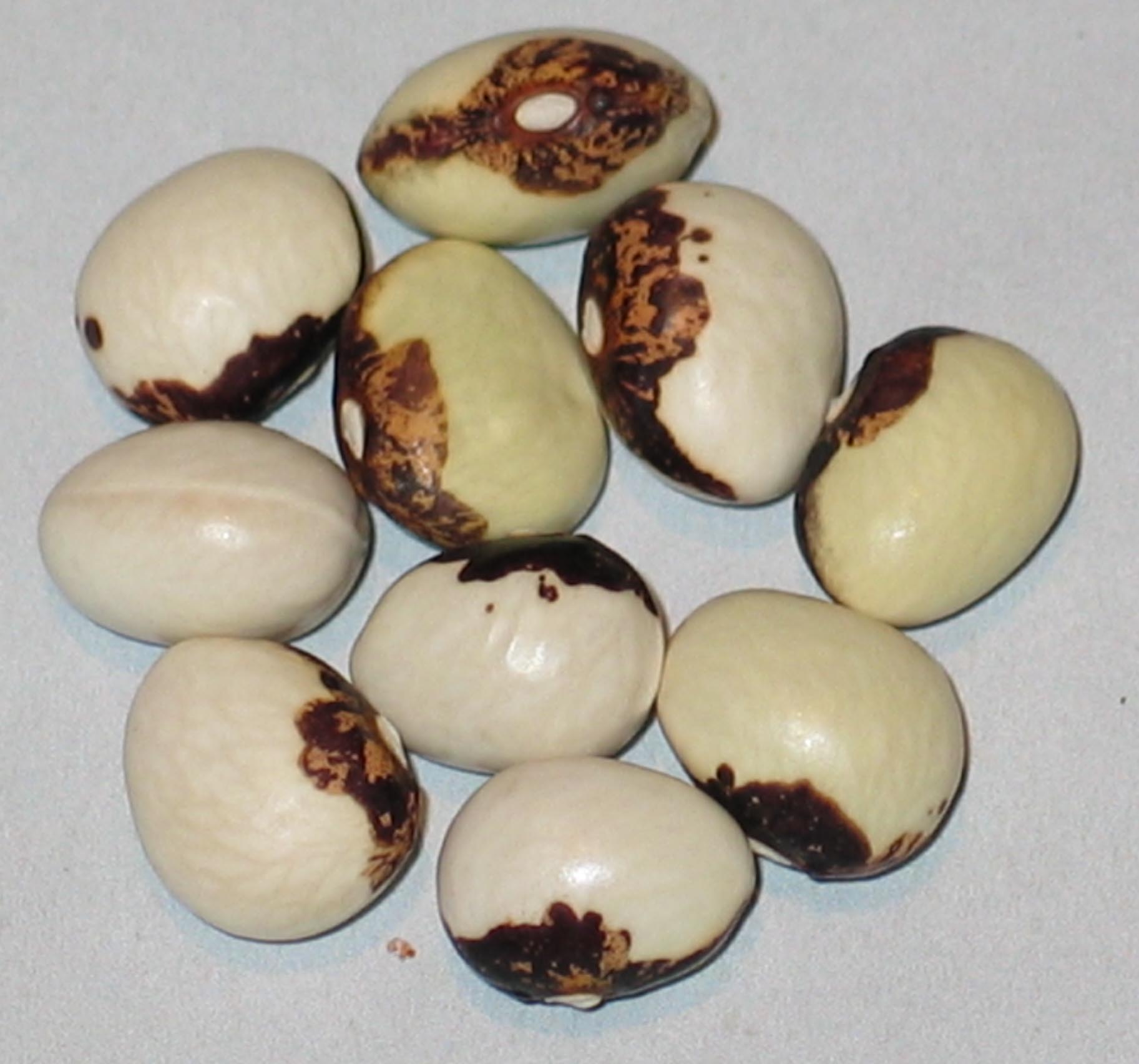 image of Croatian Monstrance beans