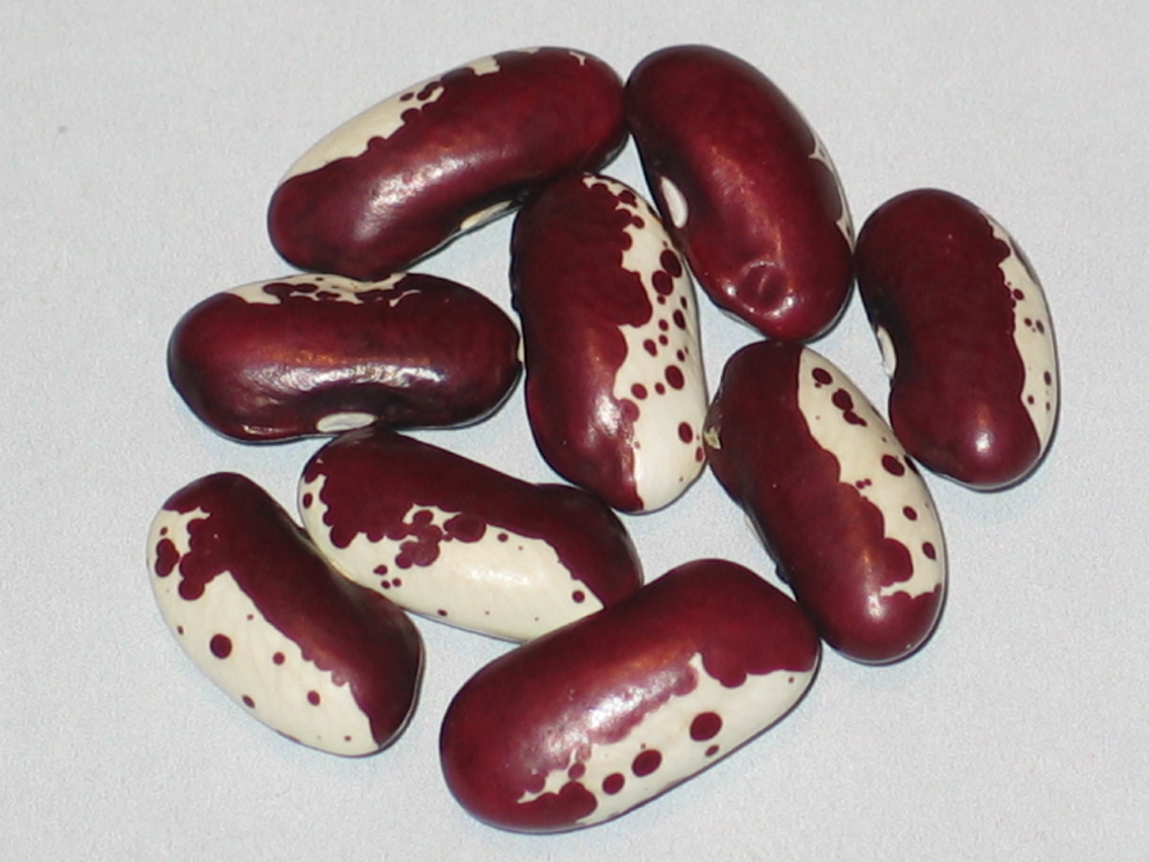 image of Doti Dotion beans