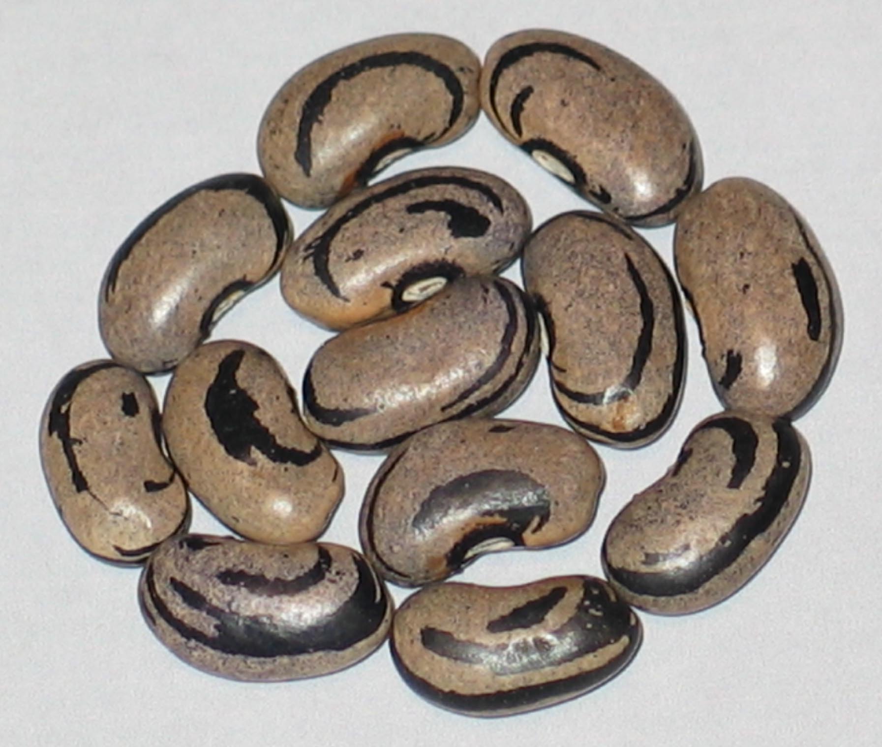 image of Doty India #1 beans