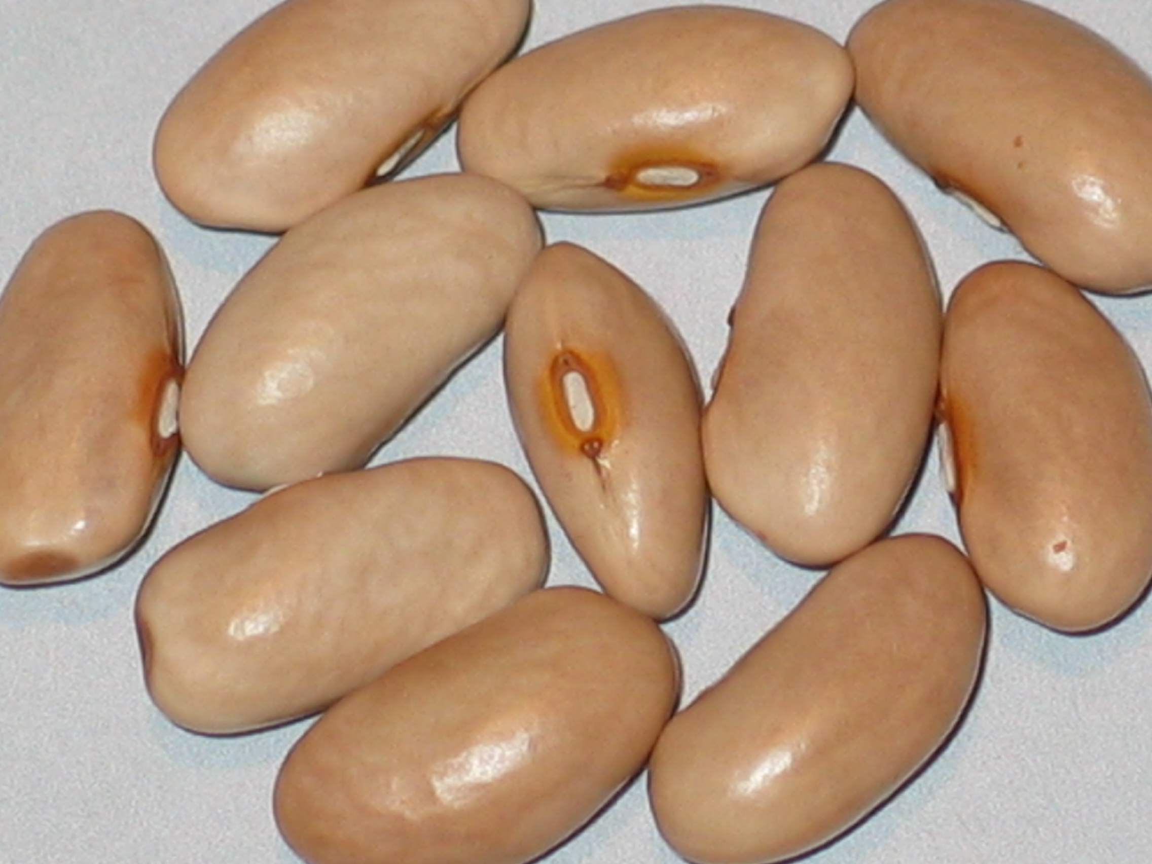image of Folsom Ridge beans