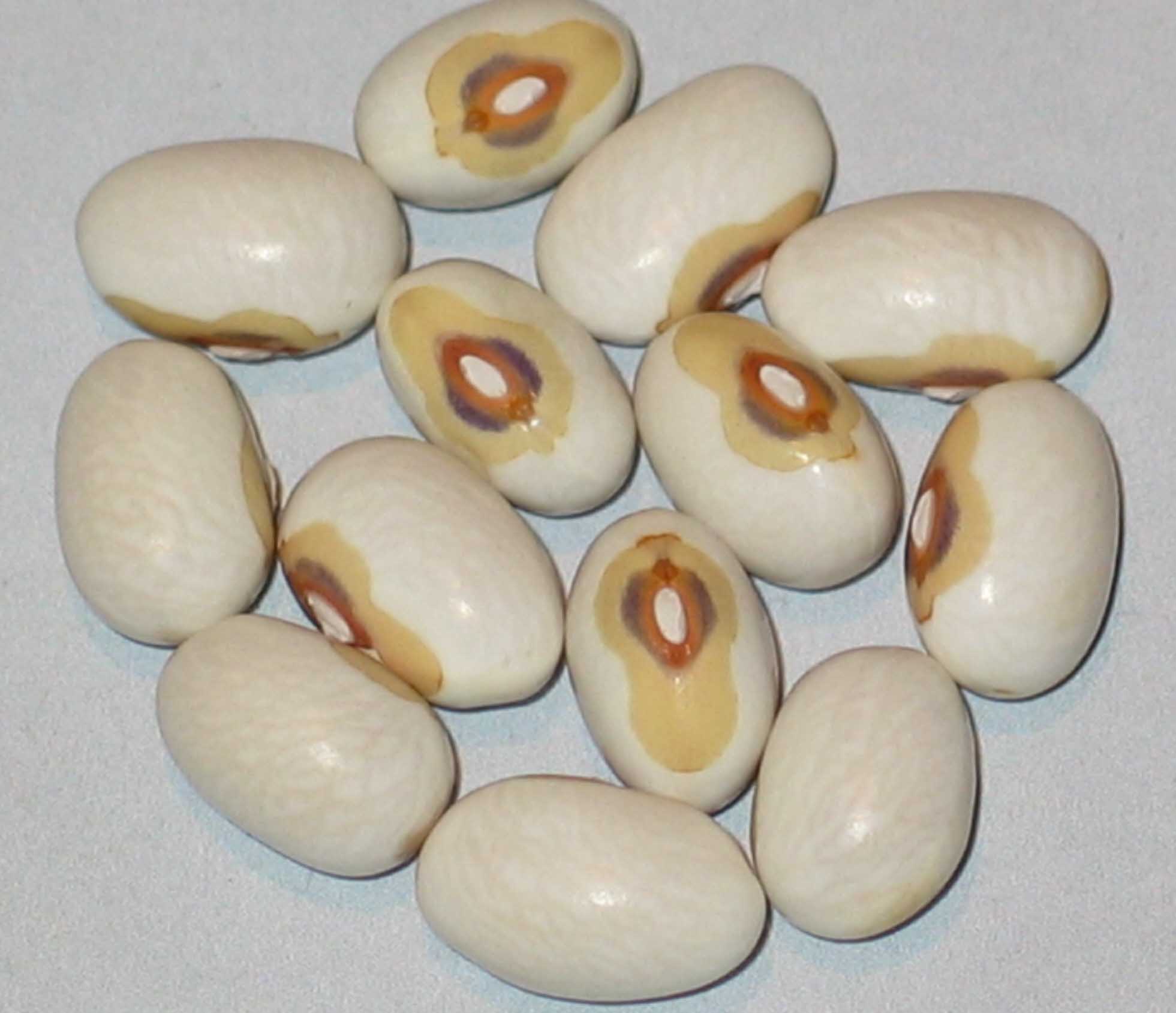 image of Galloway beans