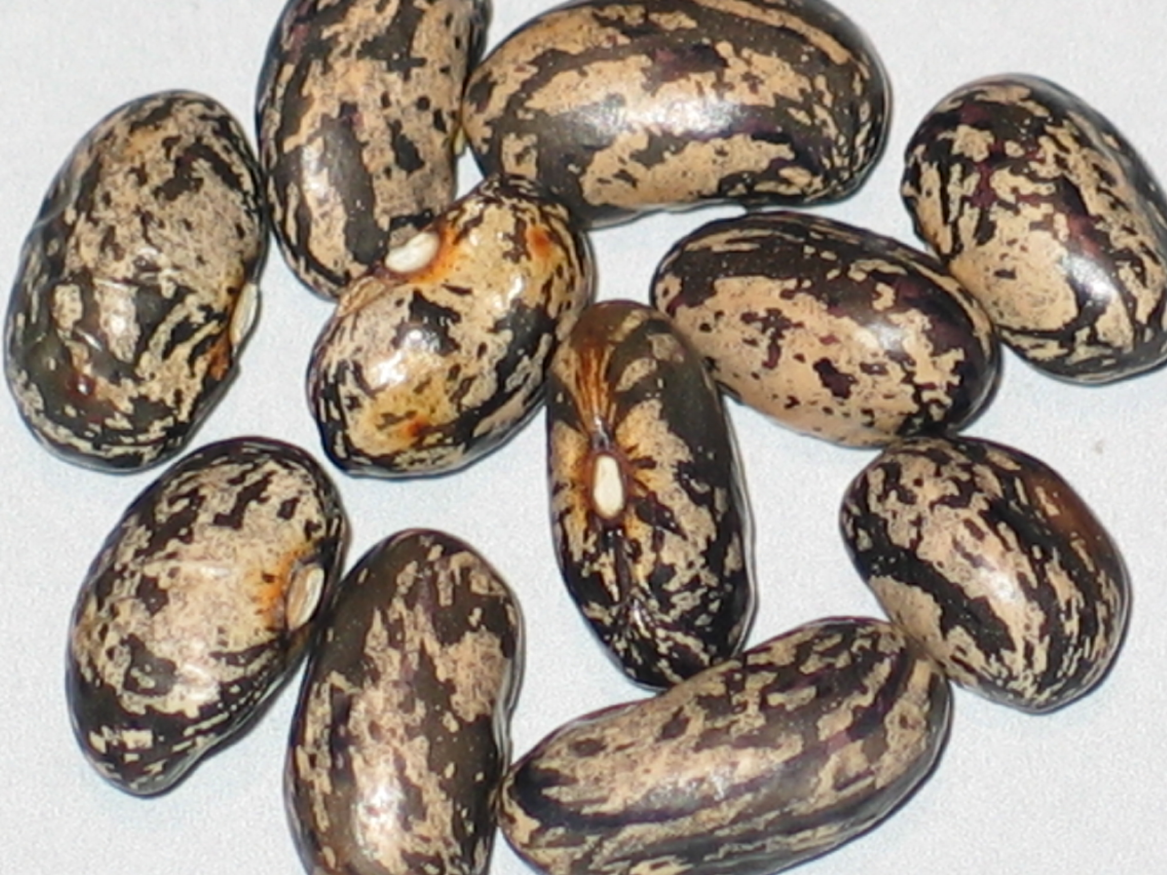 image of Glade Springs beans