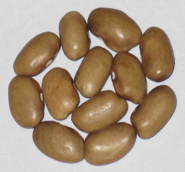 image of Goose beans