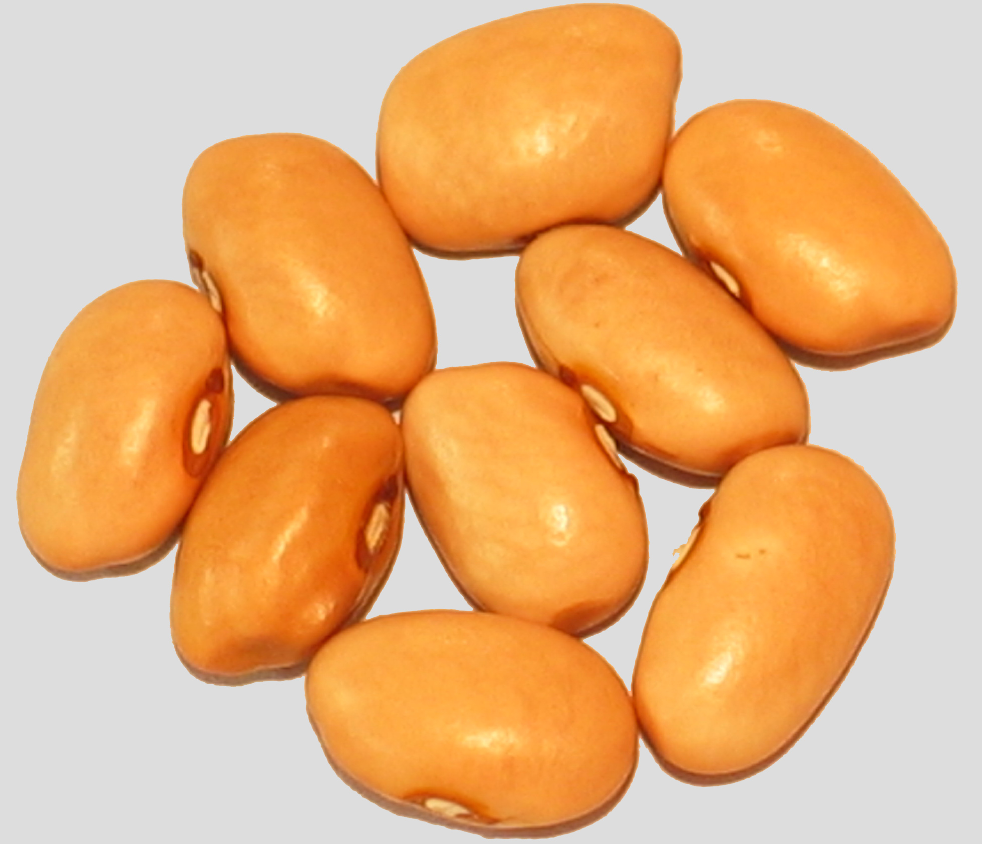 image of Gordo beans