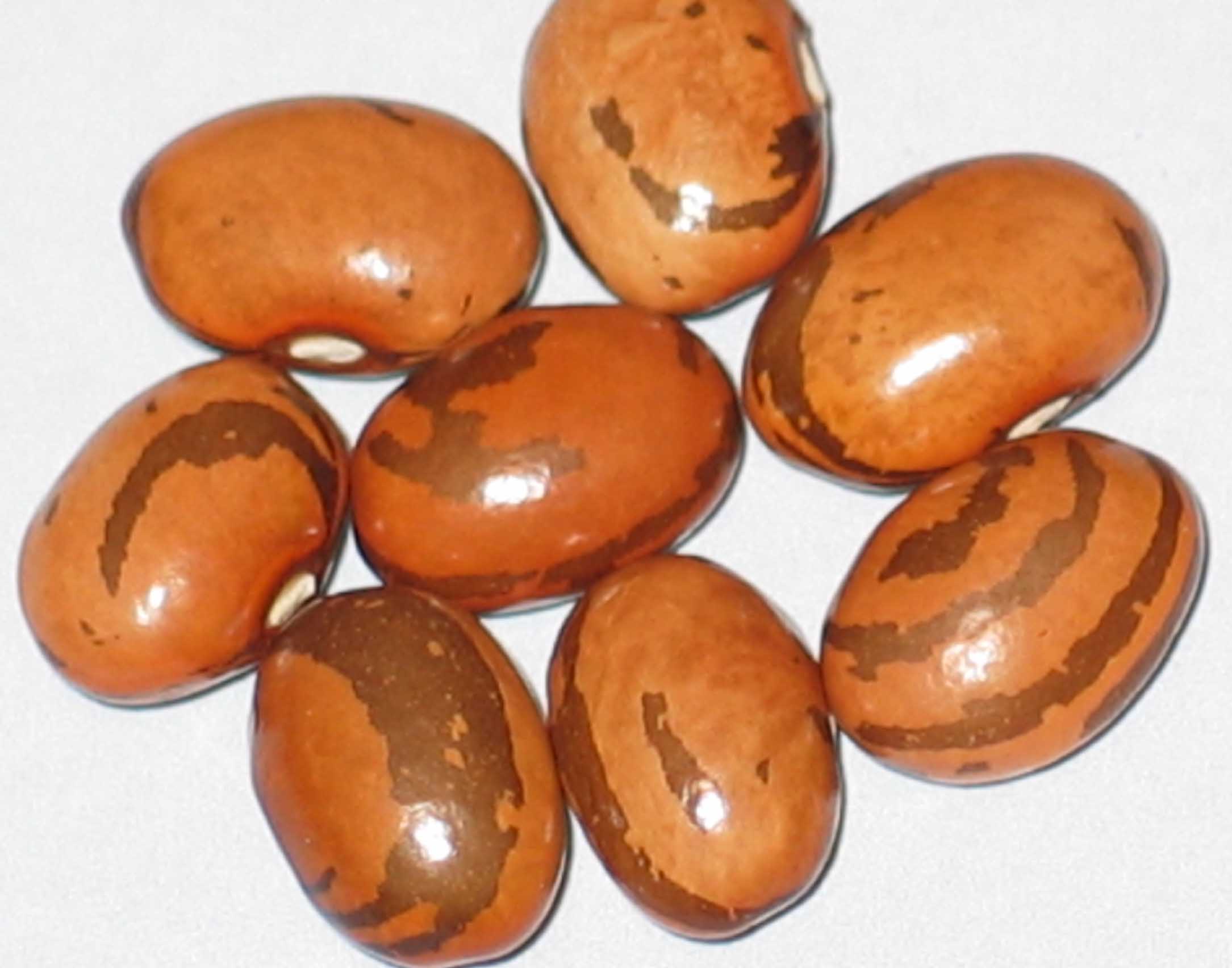 image of Grandmas Yugoslavian beans