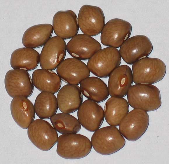 image of Granny beans