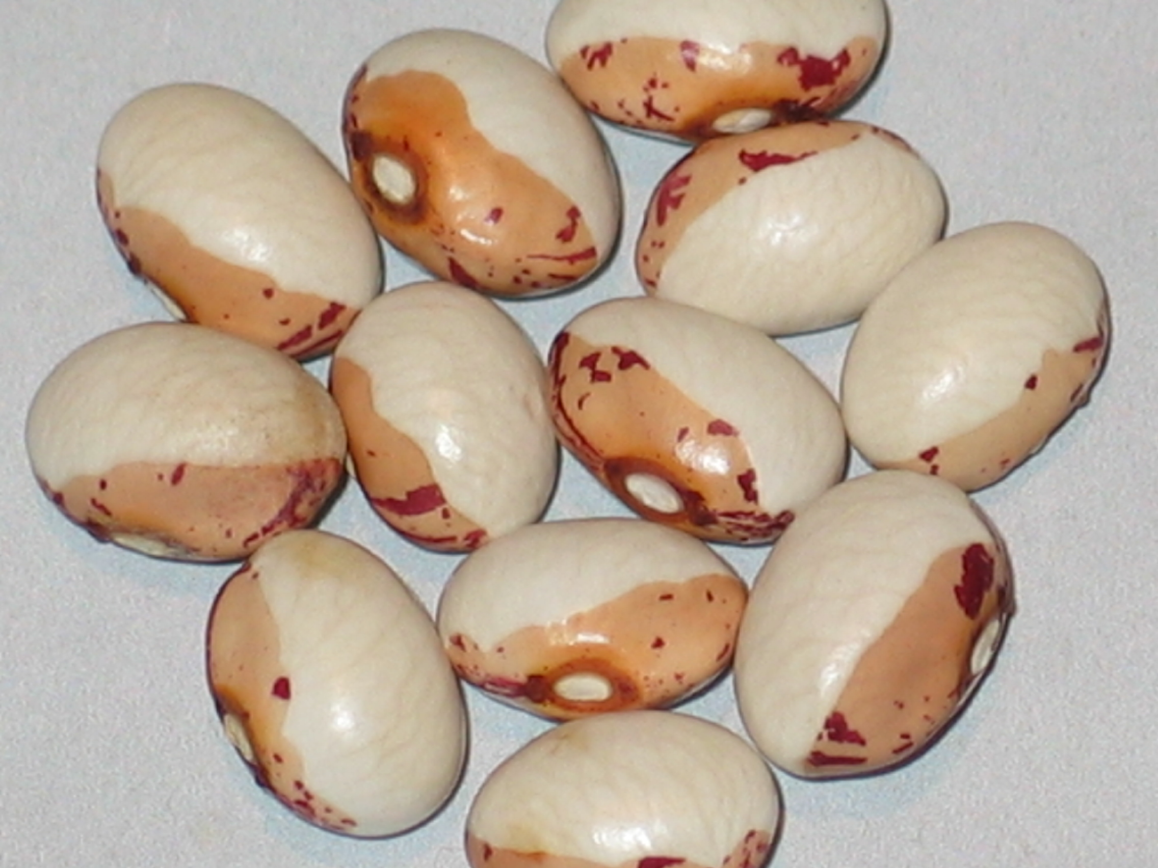 image of Half White Sugar beans