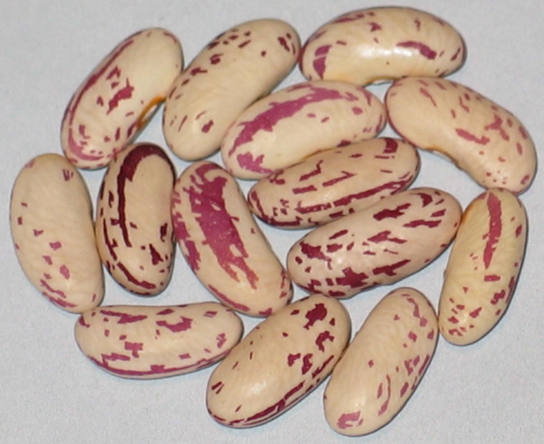 image of Harmony beans