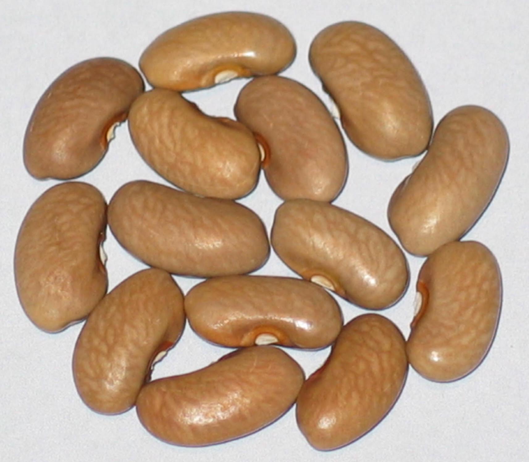 image of Harvard beans