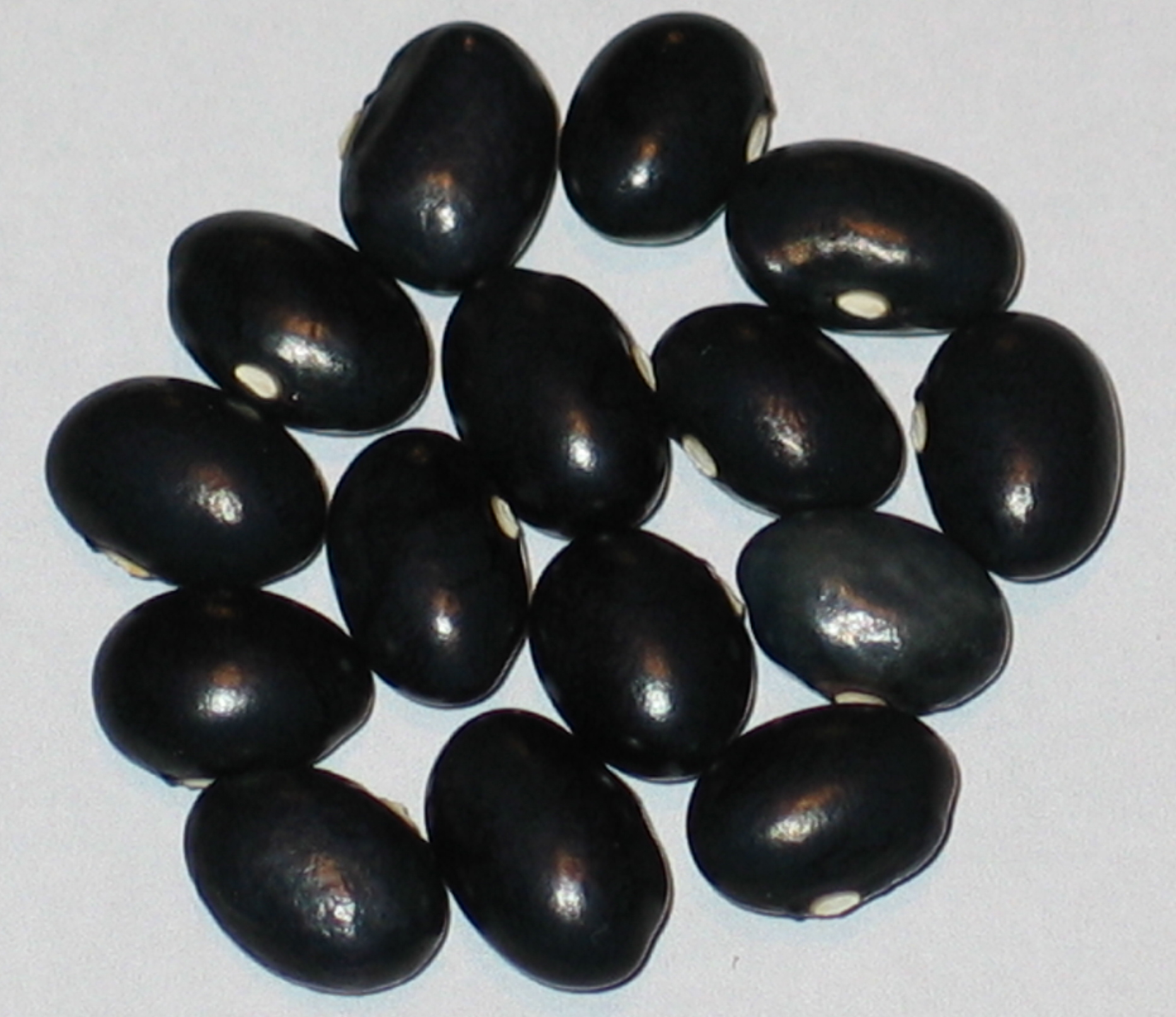 image of Hayden beans