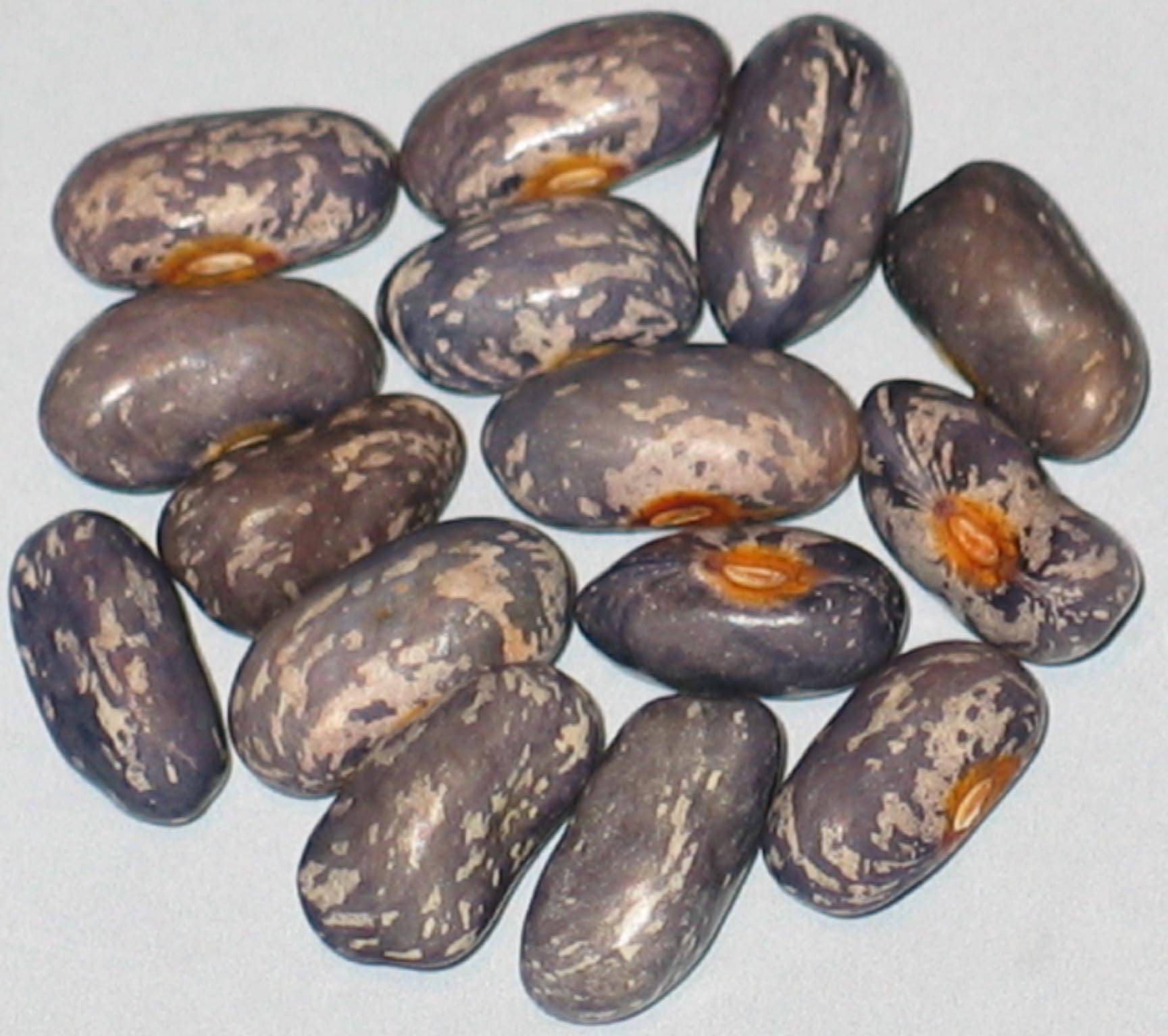 image of Heartland beans