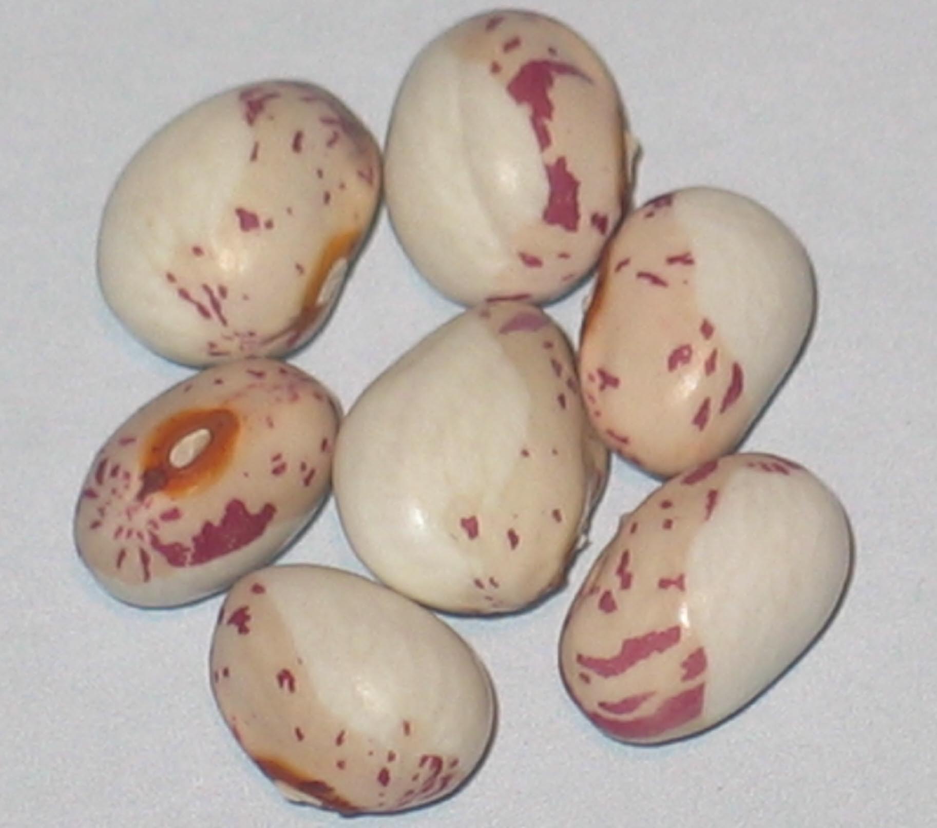 image of Hiawatha beans