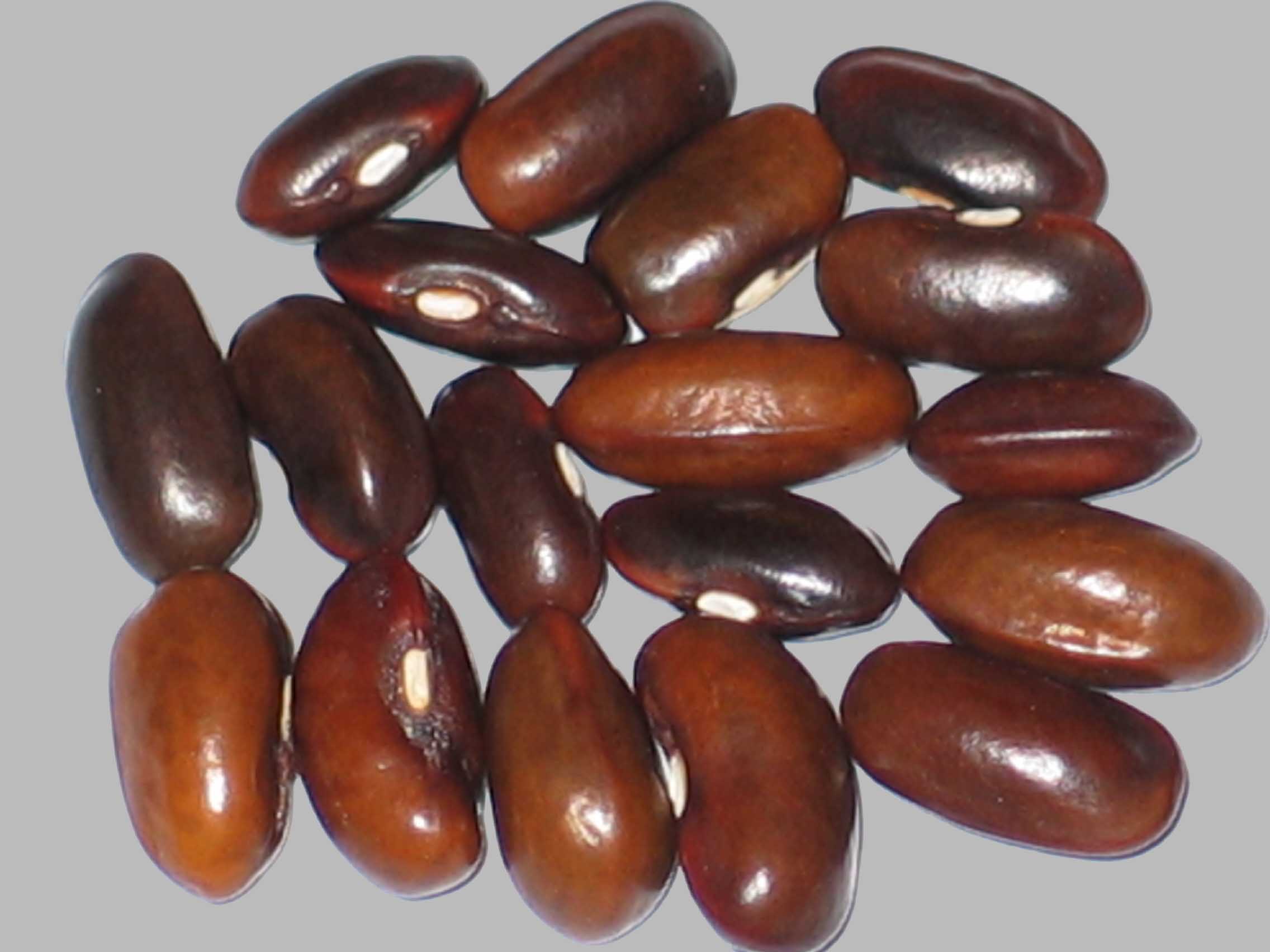 image of Idelight beans
