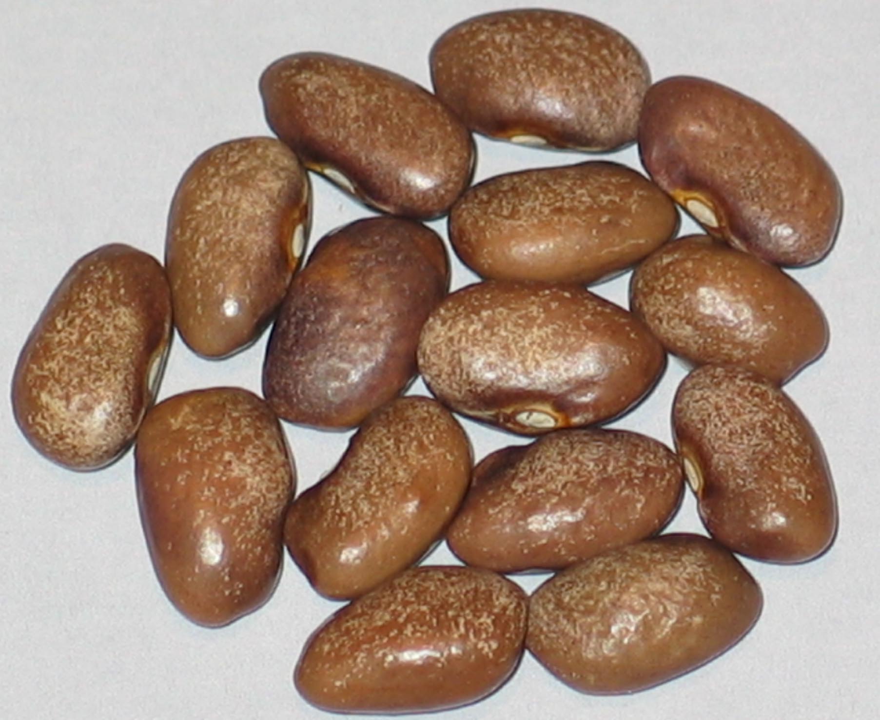 image of Indian Mound beans