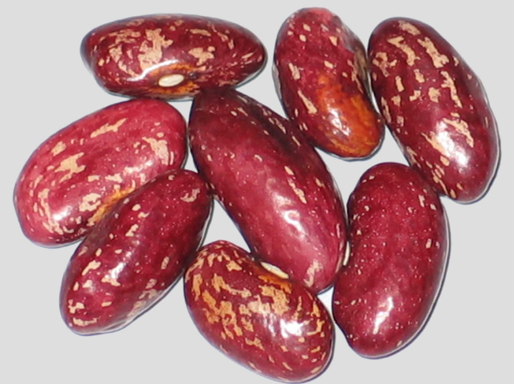 image of Iroquois Cornbread beans