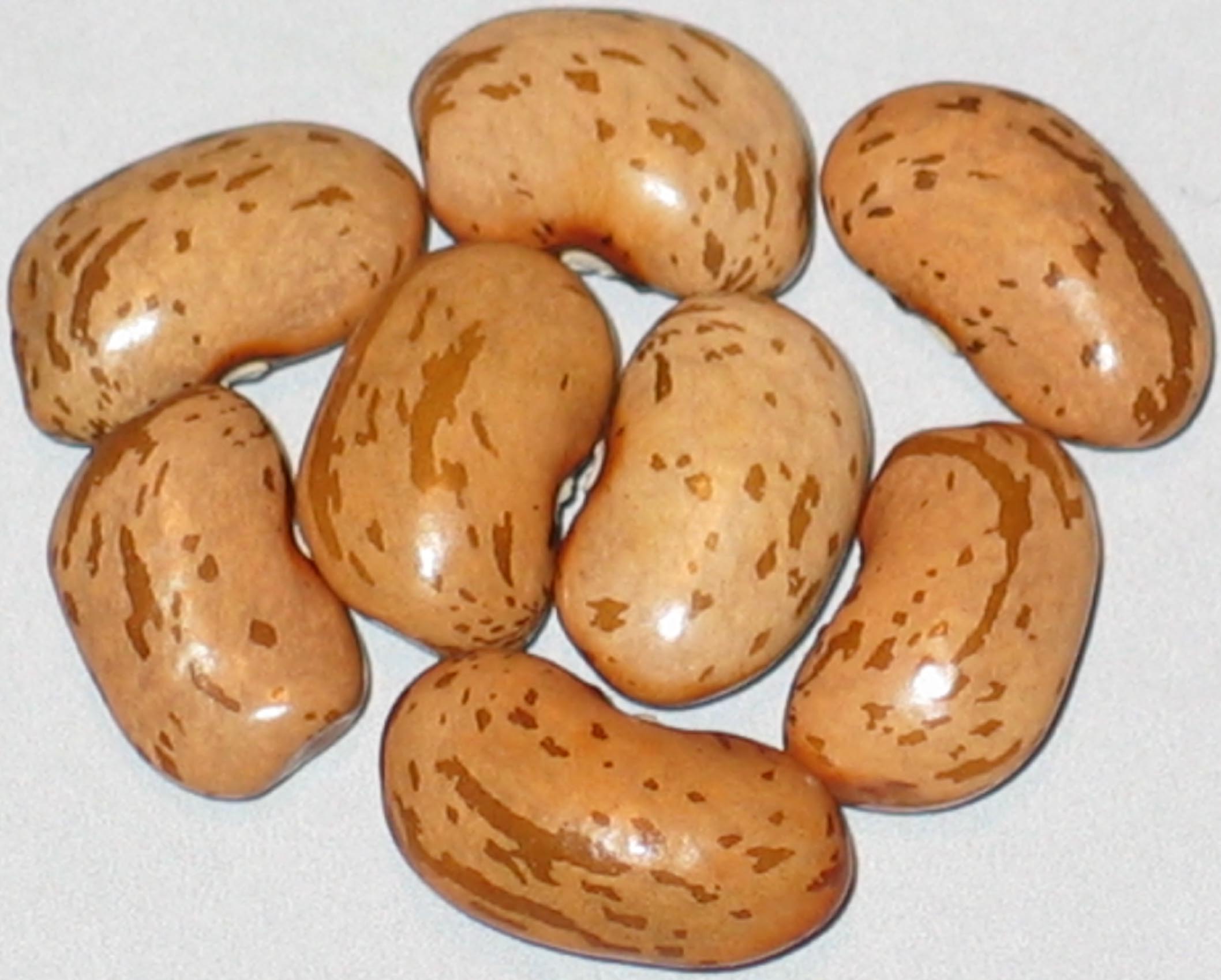 image of Jordan Creek beans