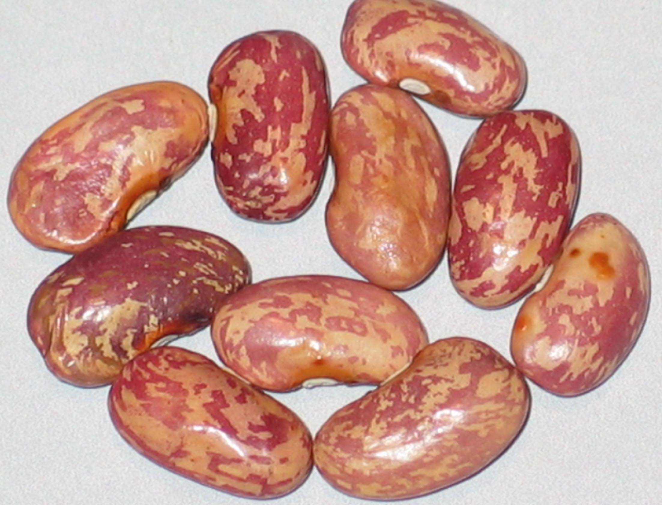 image of Long Holler beans