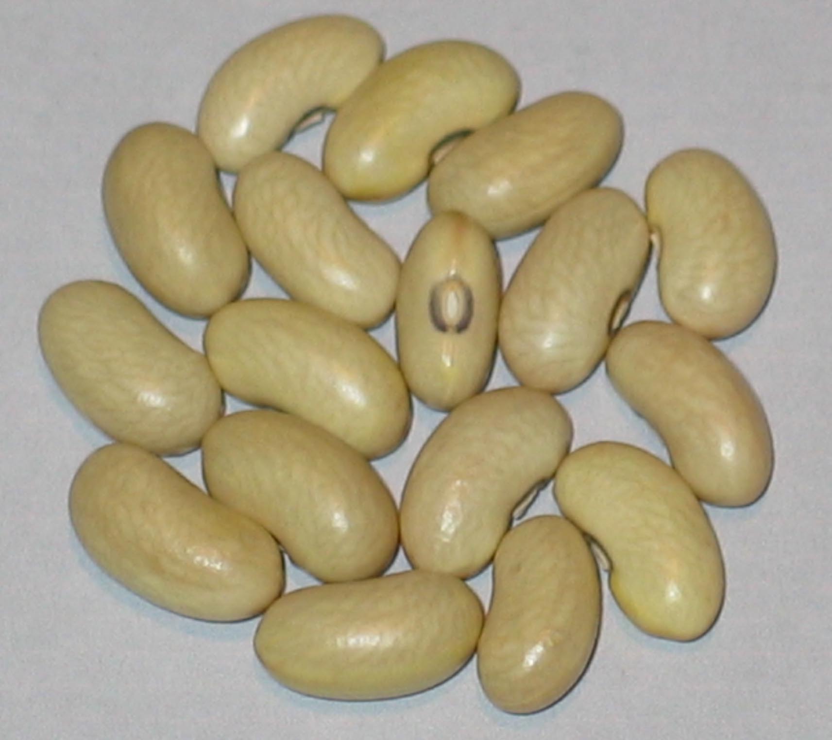 image of Mala Zelena A Sedym Pupkem beans