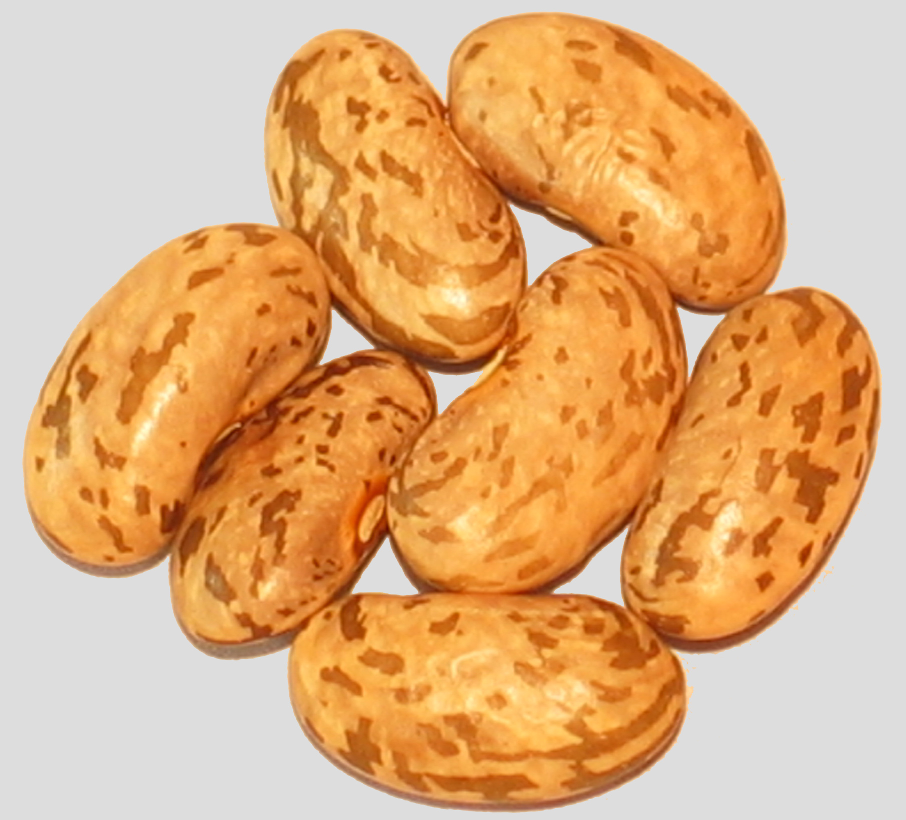 image of Malawi Pinto beans