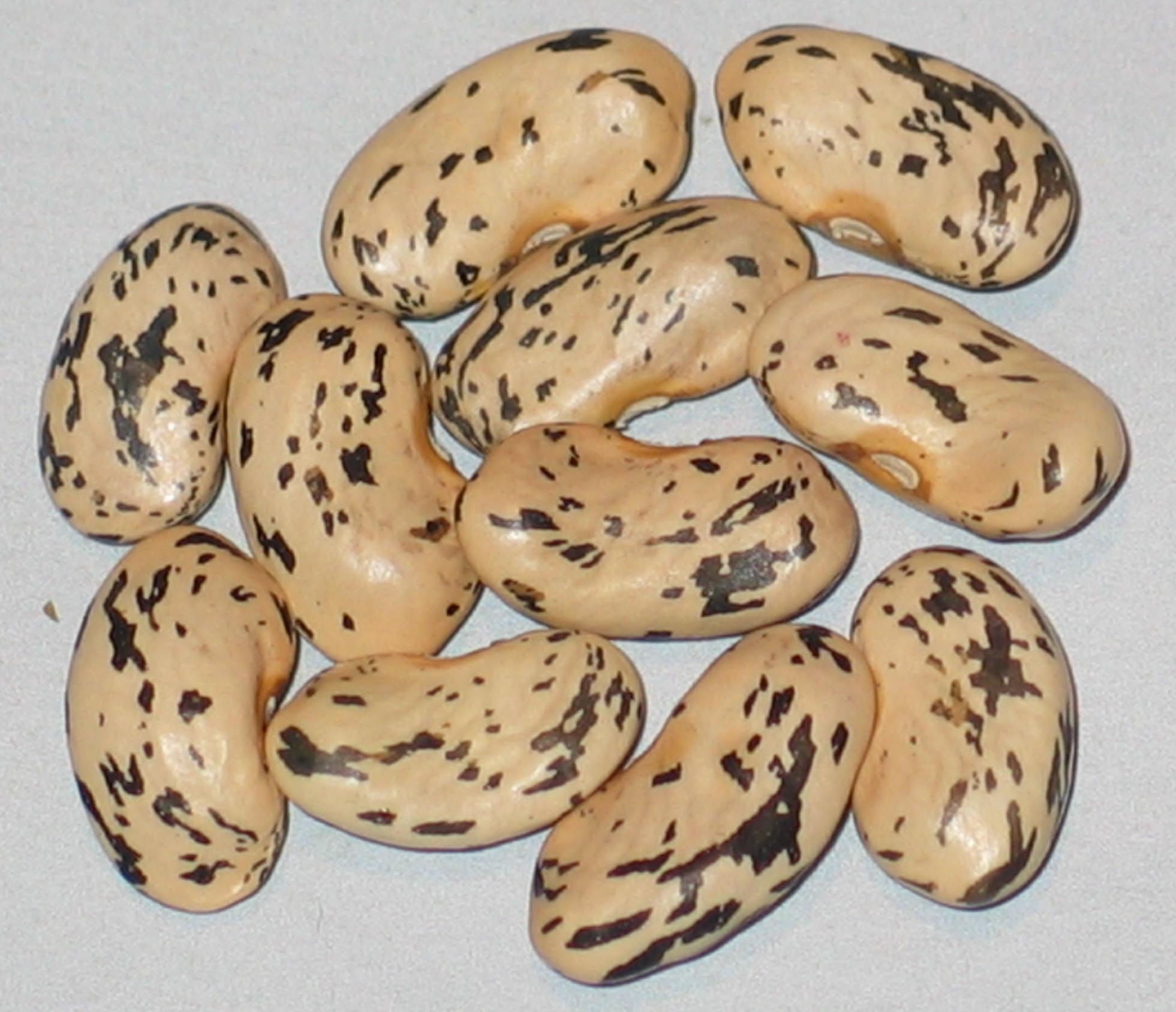 image of Princes Rose beans