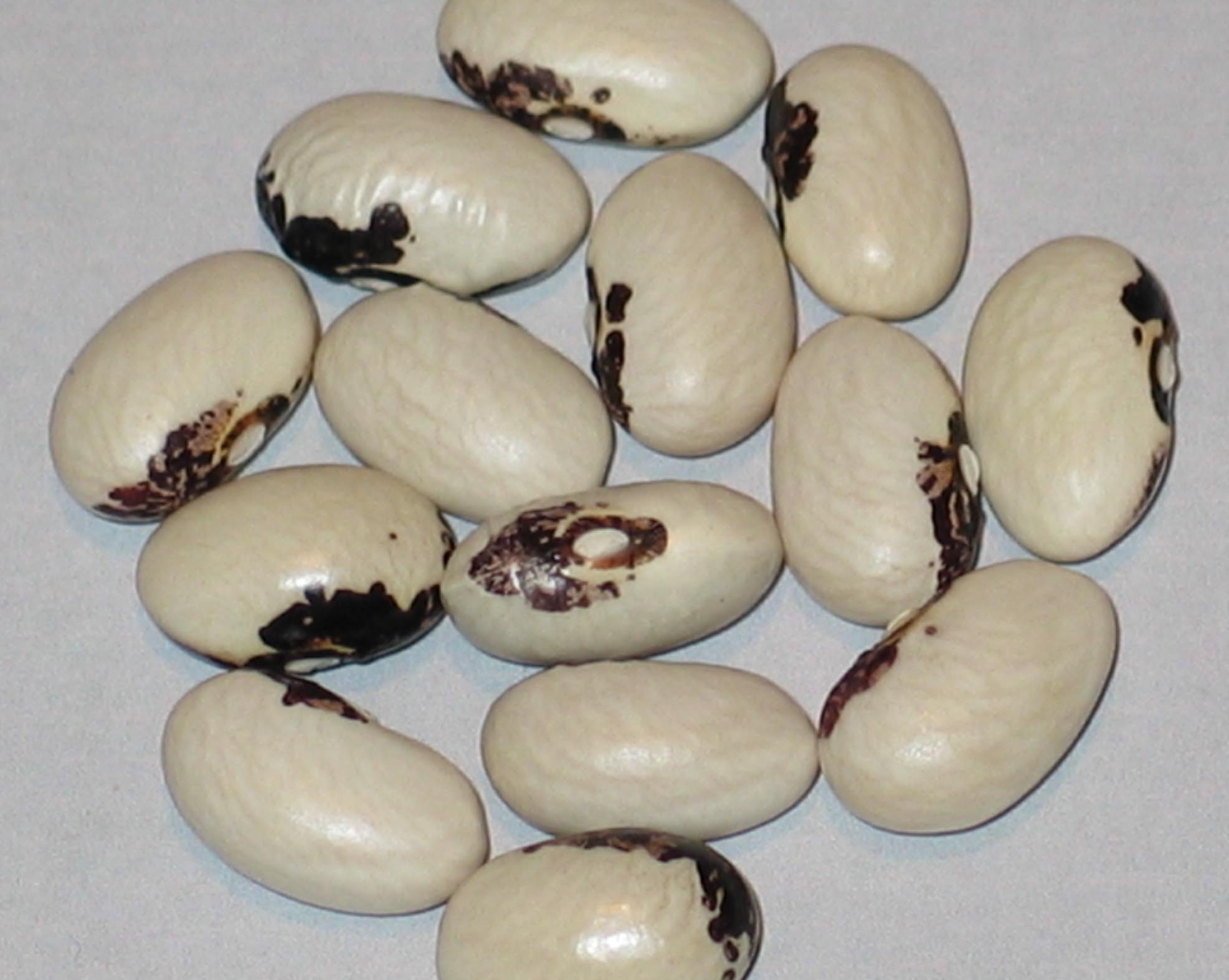 image Mascarde De Briel Roya beans