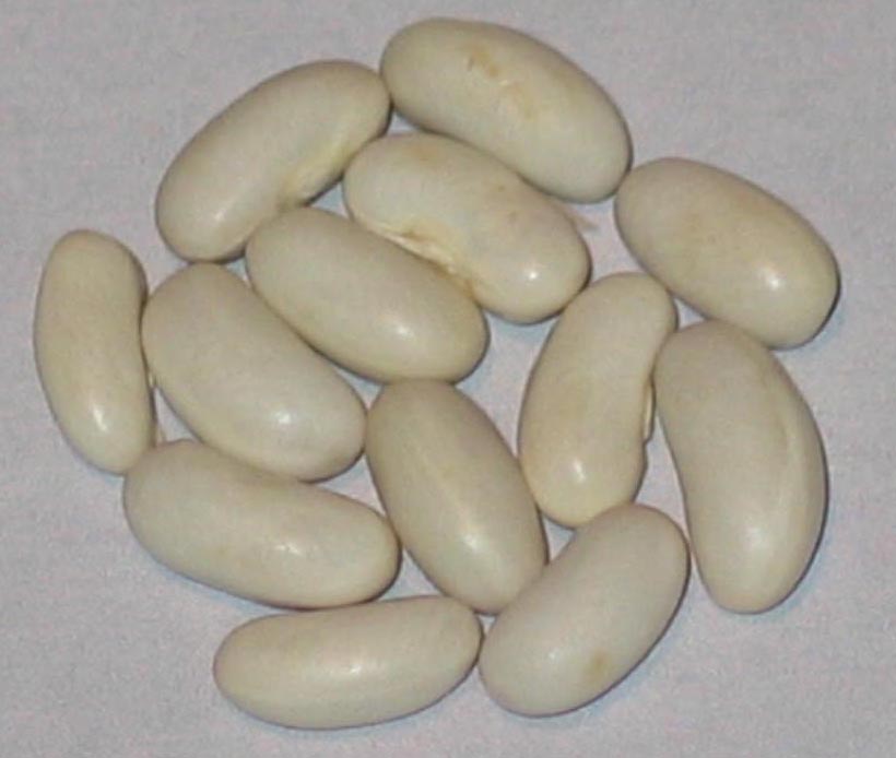 image Maxidor beans