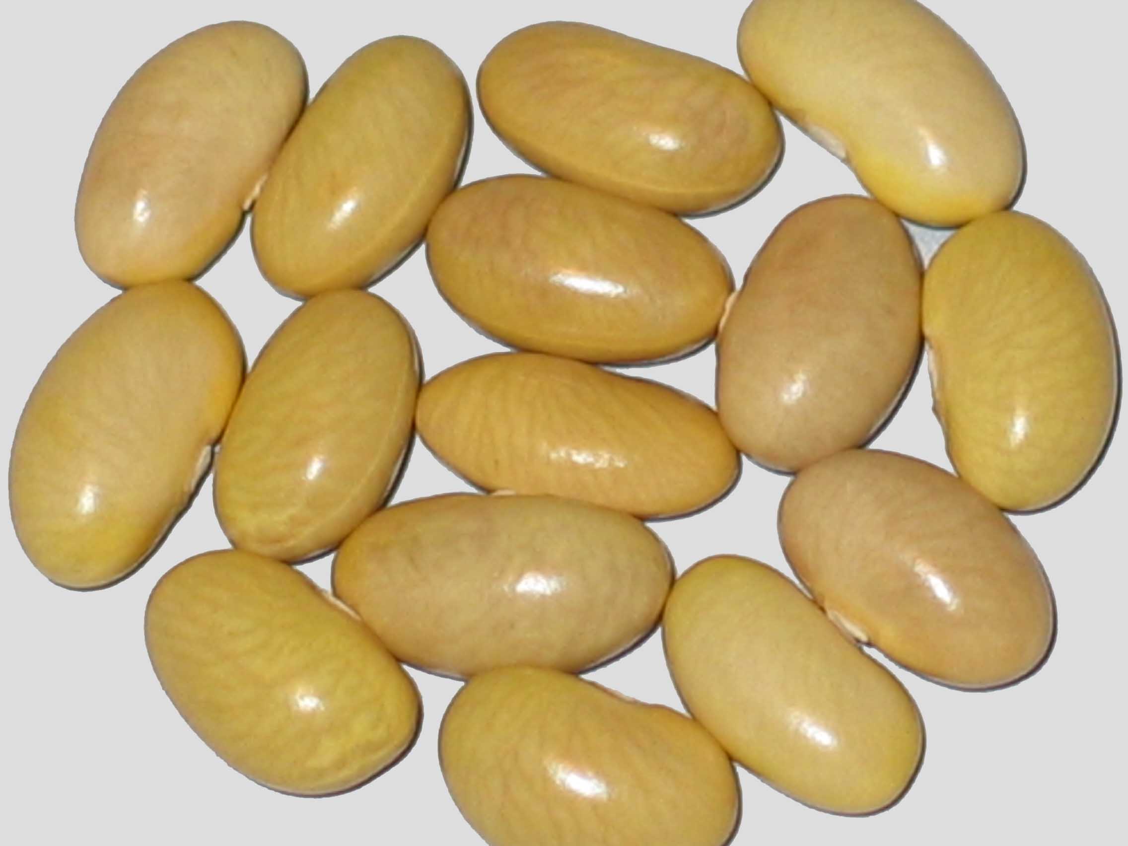 image of Mayacoba beans