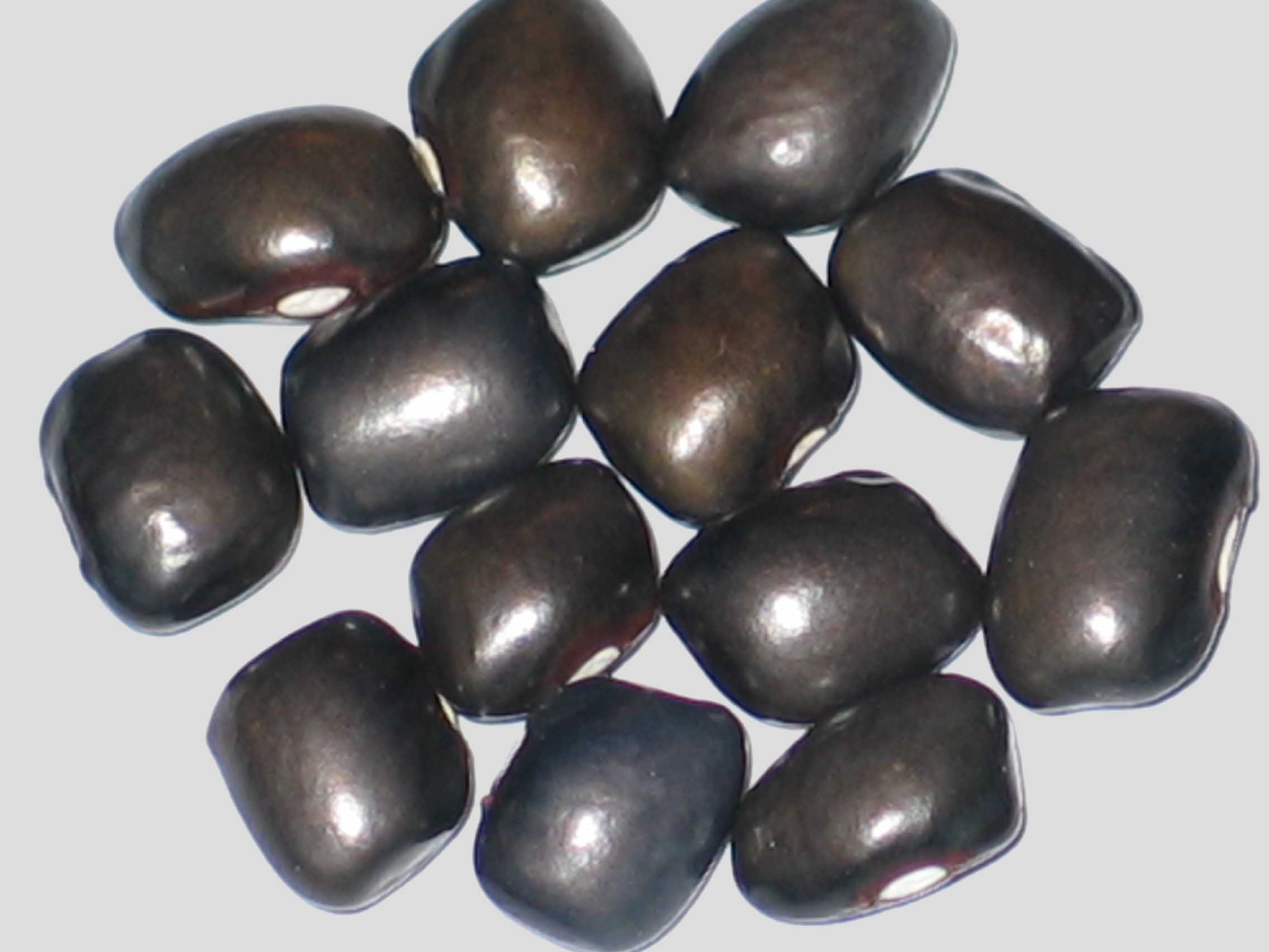 image of Meerbarbe beans