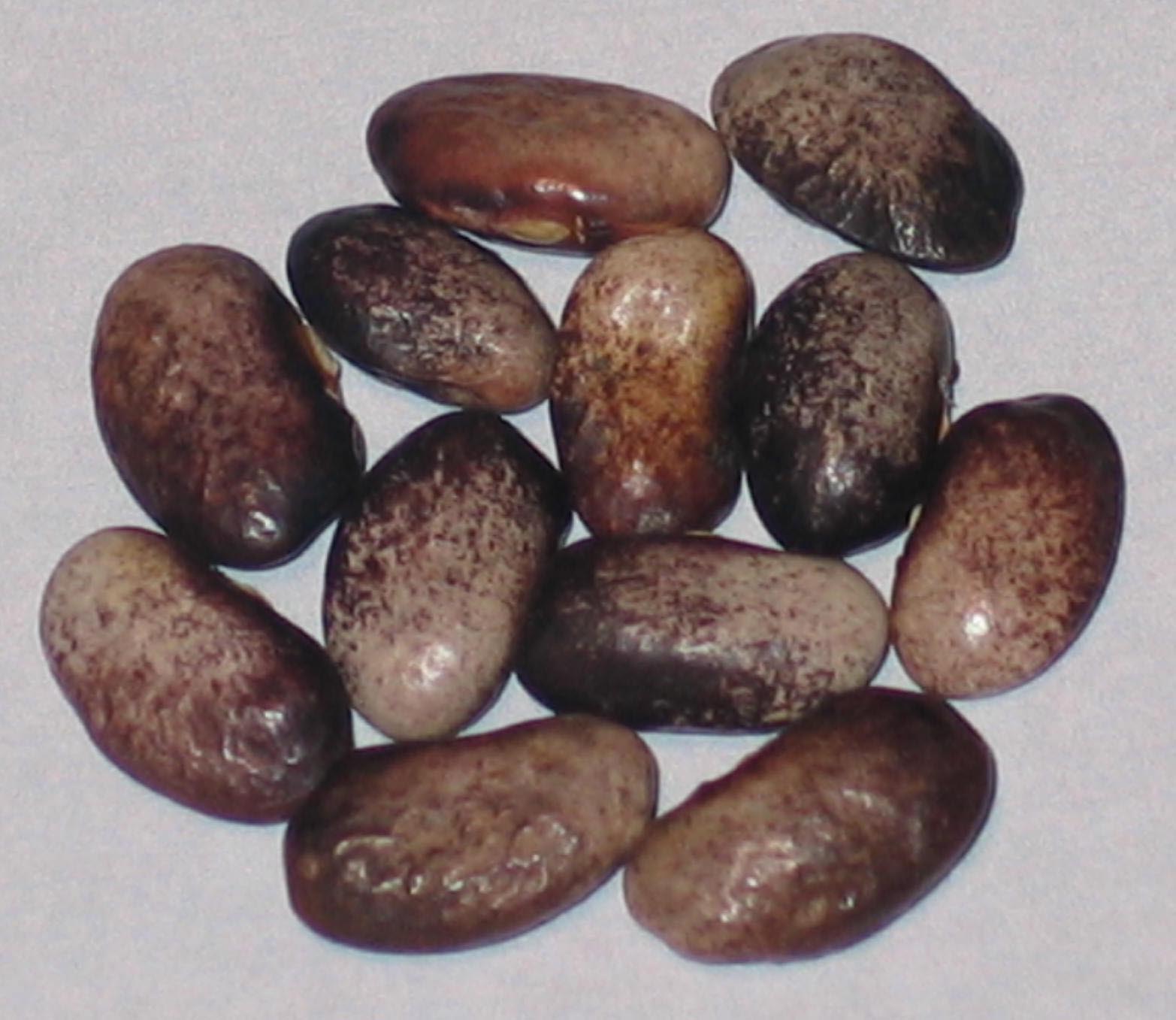 image of Melungeon beans