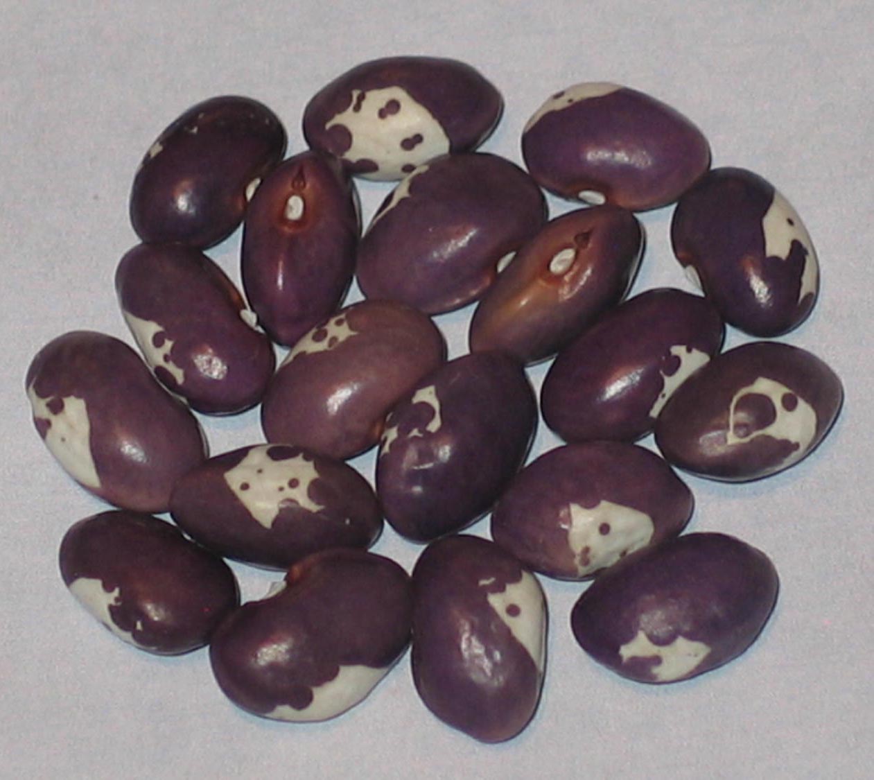 image of Meraviglia di Venizia beans