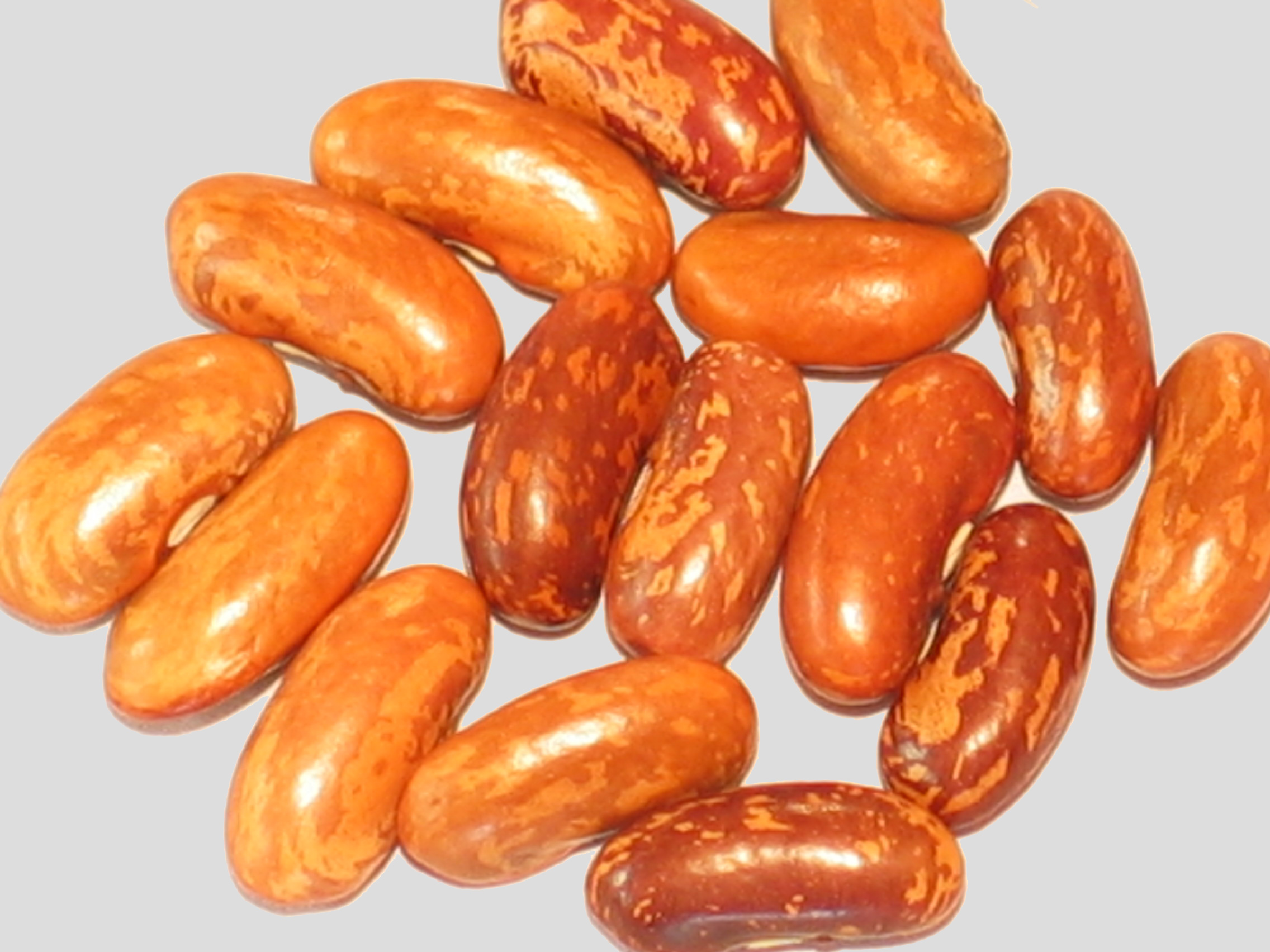 image of Migliorucci beans