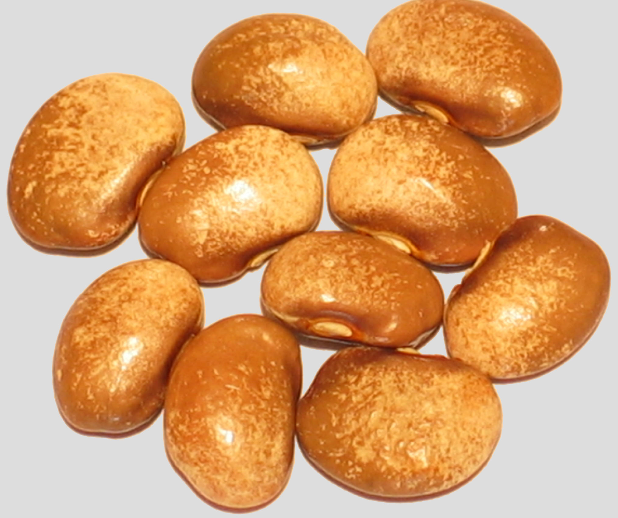 image of Milk And Cider beans