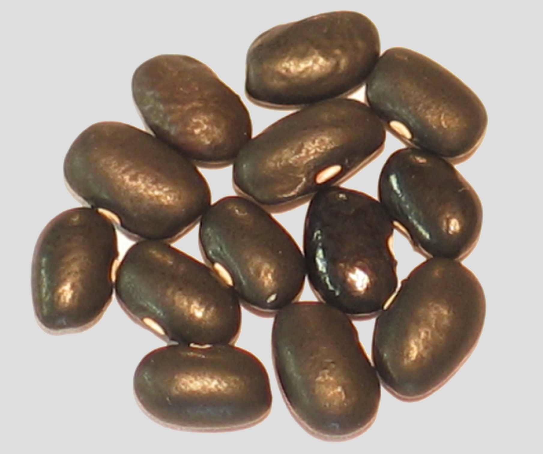 image of Milta Black Tepary beans