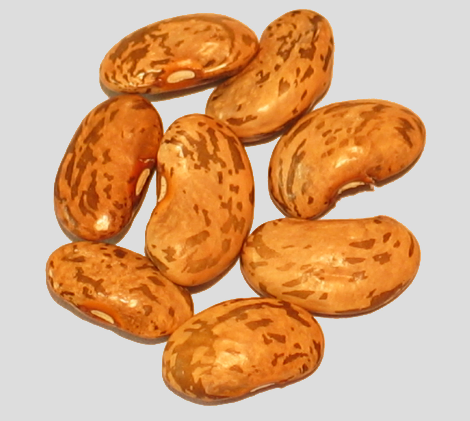 image of Missouri Wonder beans