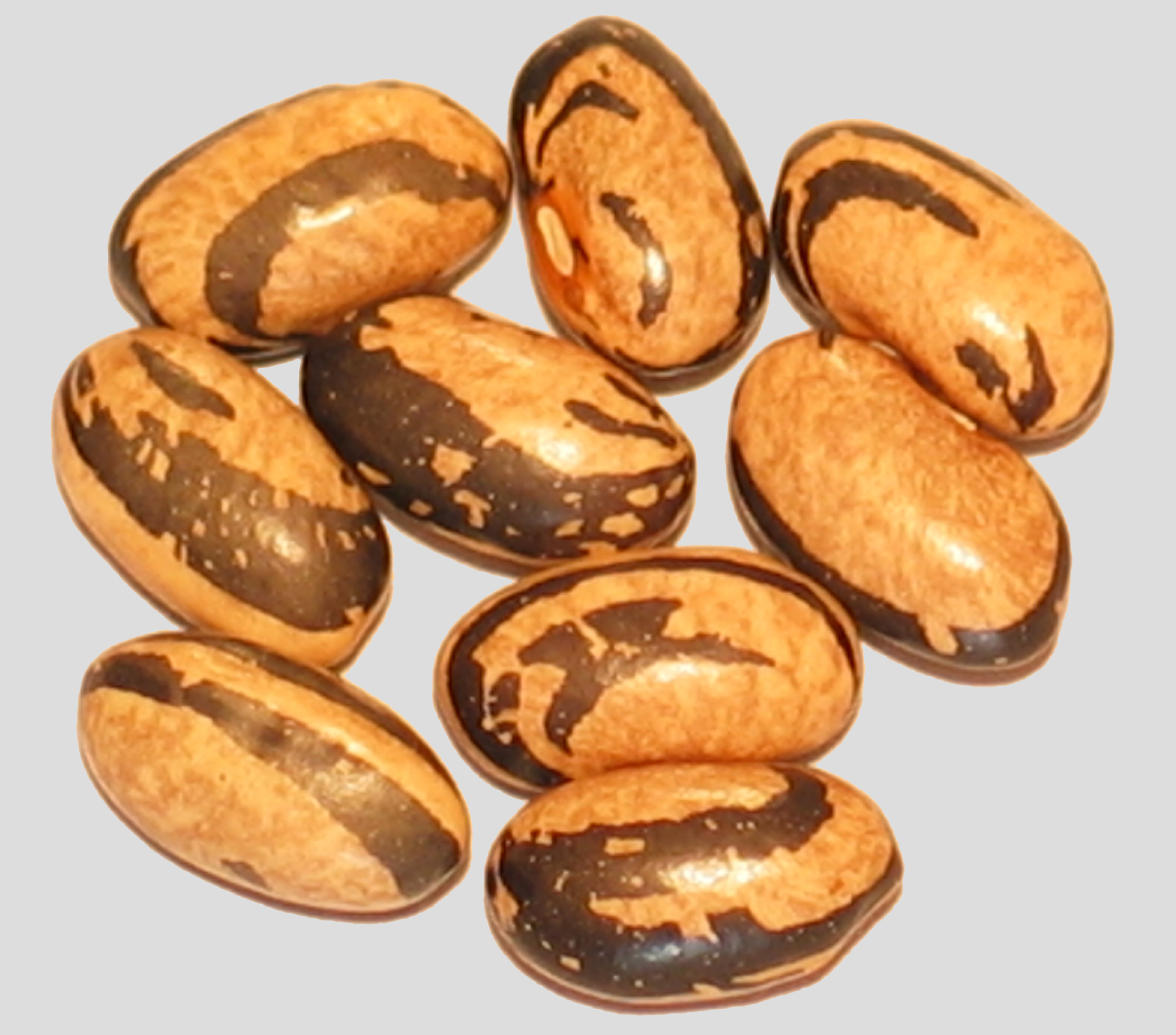 image of Molley's Zebra beans
