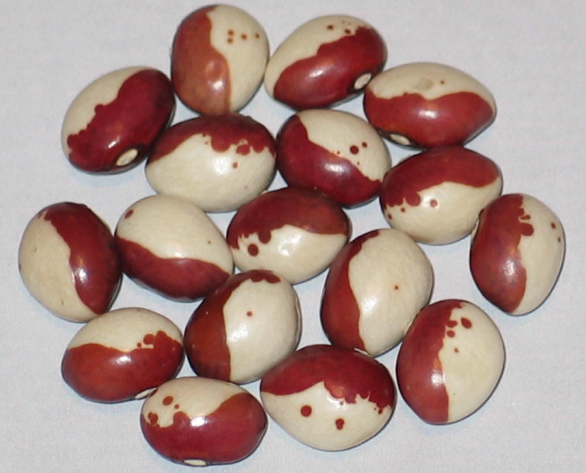image of Monachelle Rossa beans