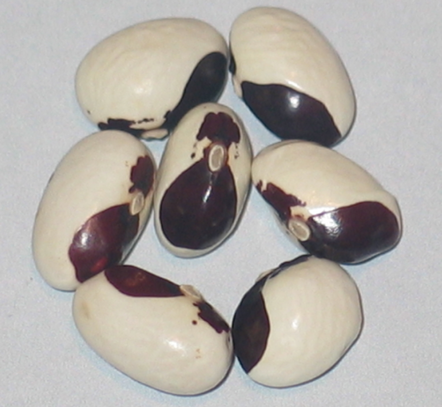image of Monachelle Di Norcia beans